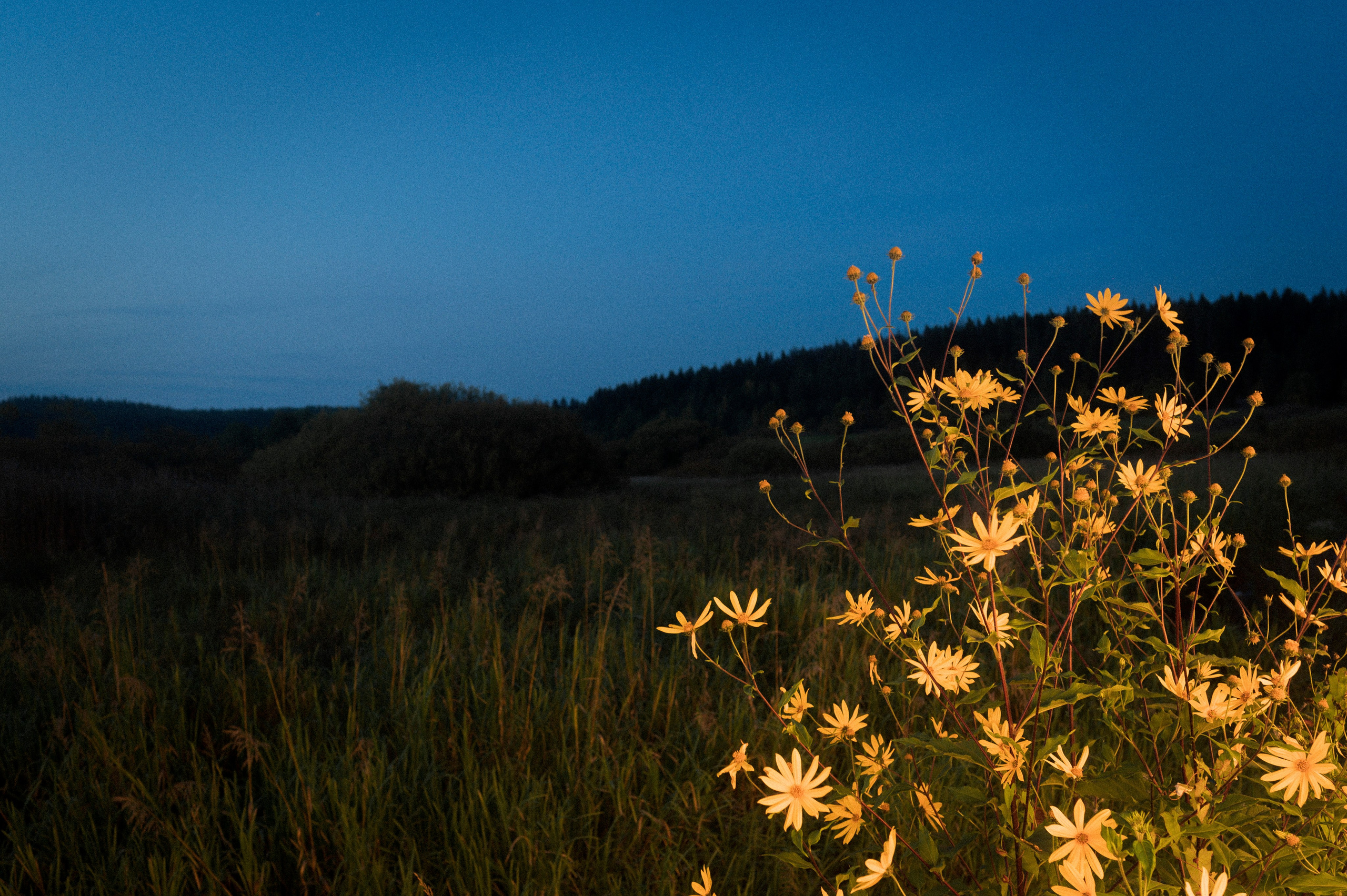 North 2024. Kartascheff