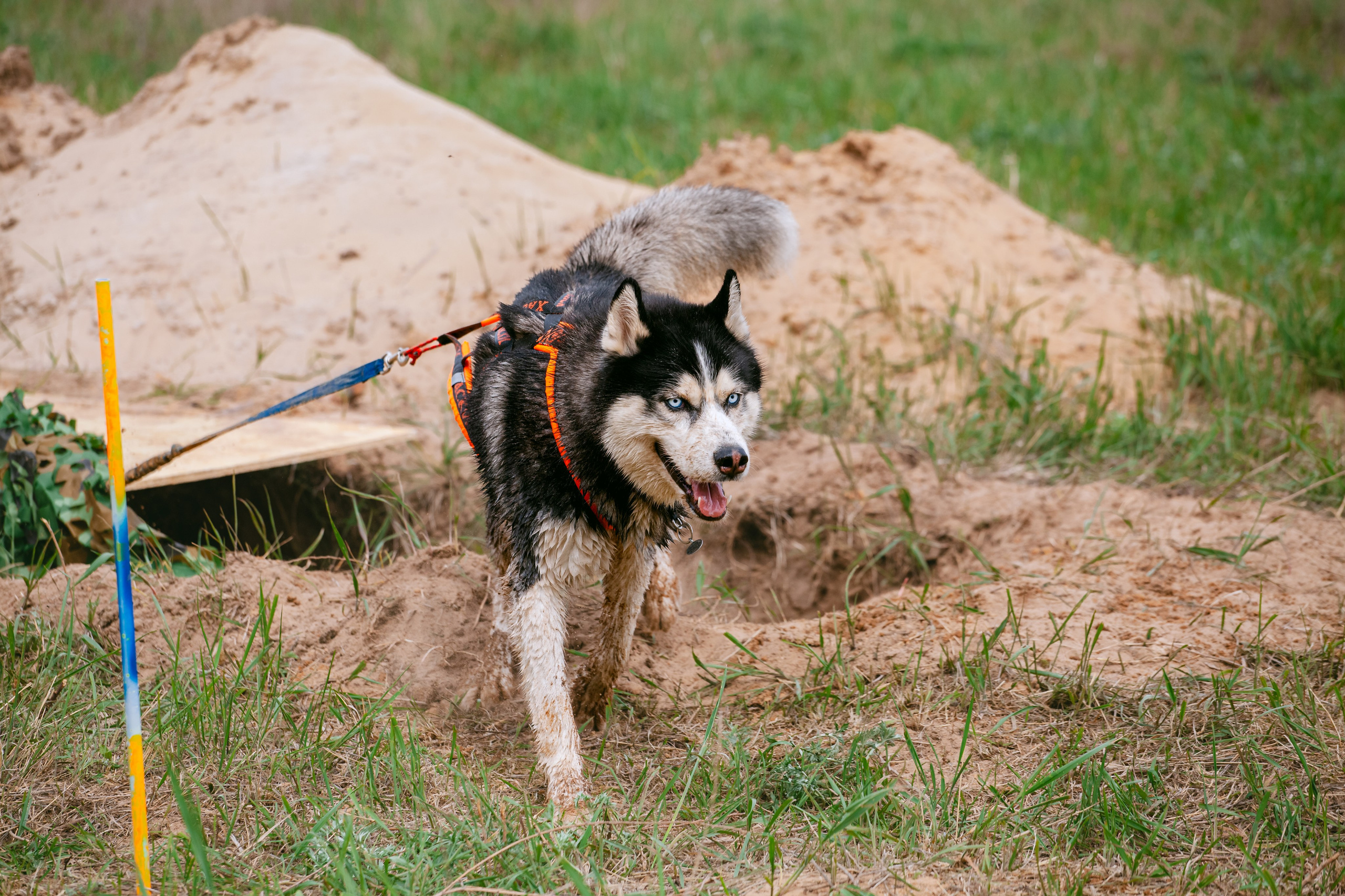 Русский экстрим кросс в Рязанской области 17.05.2025. Фотограф-анималист Татьяна Степанова