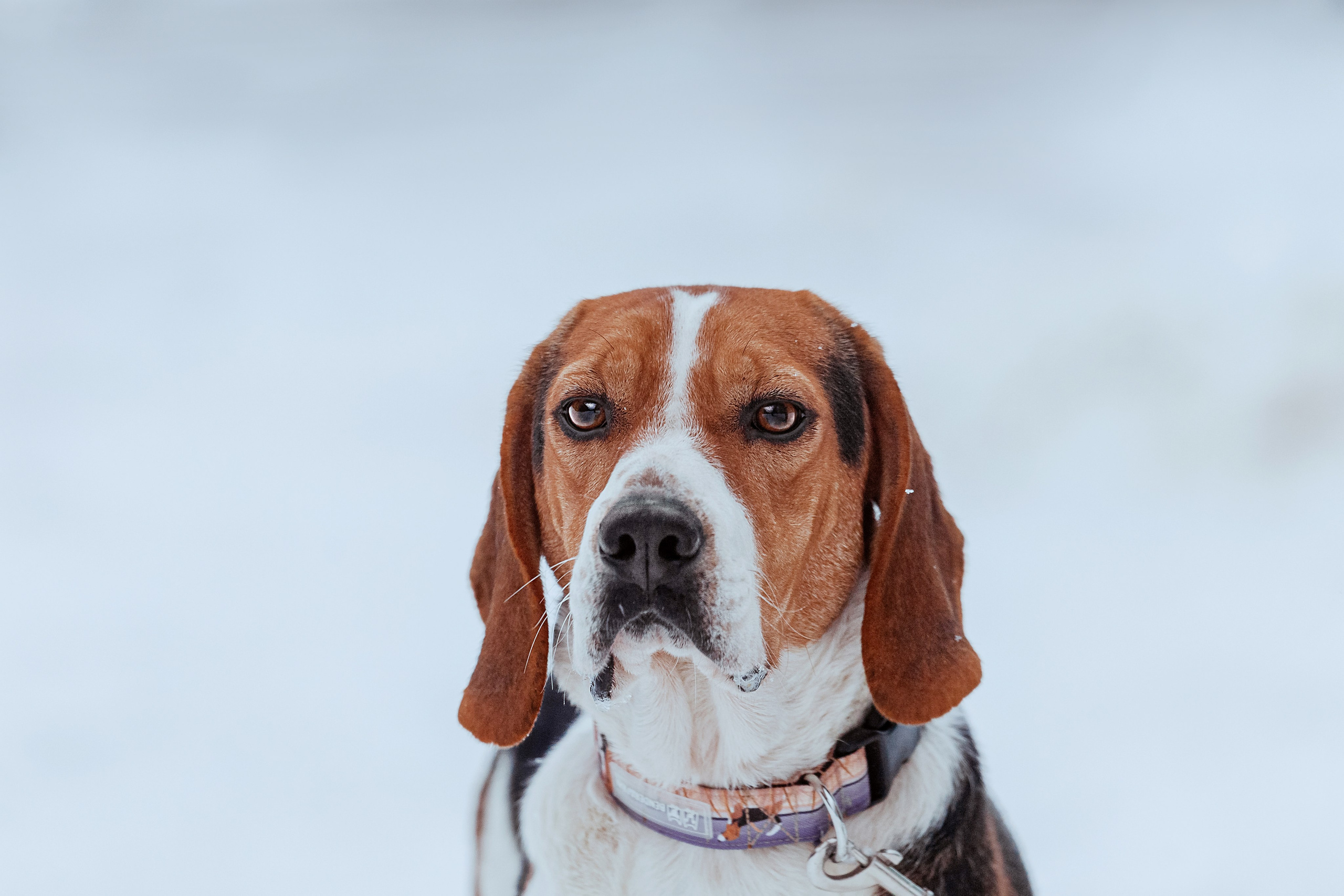 Дом для Биглей 2023. Фотограф-анималист Татьяна Степанова