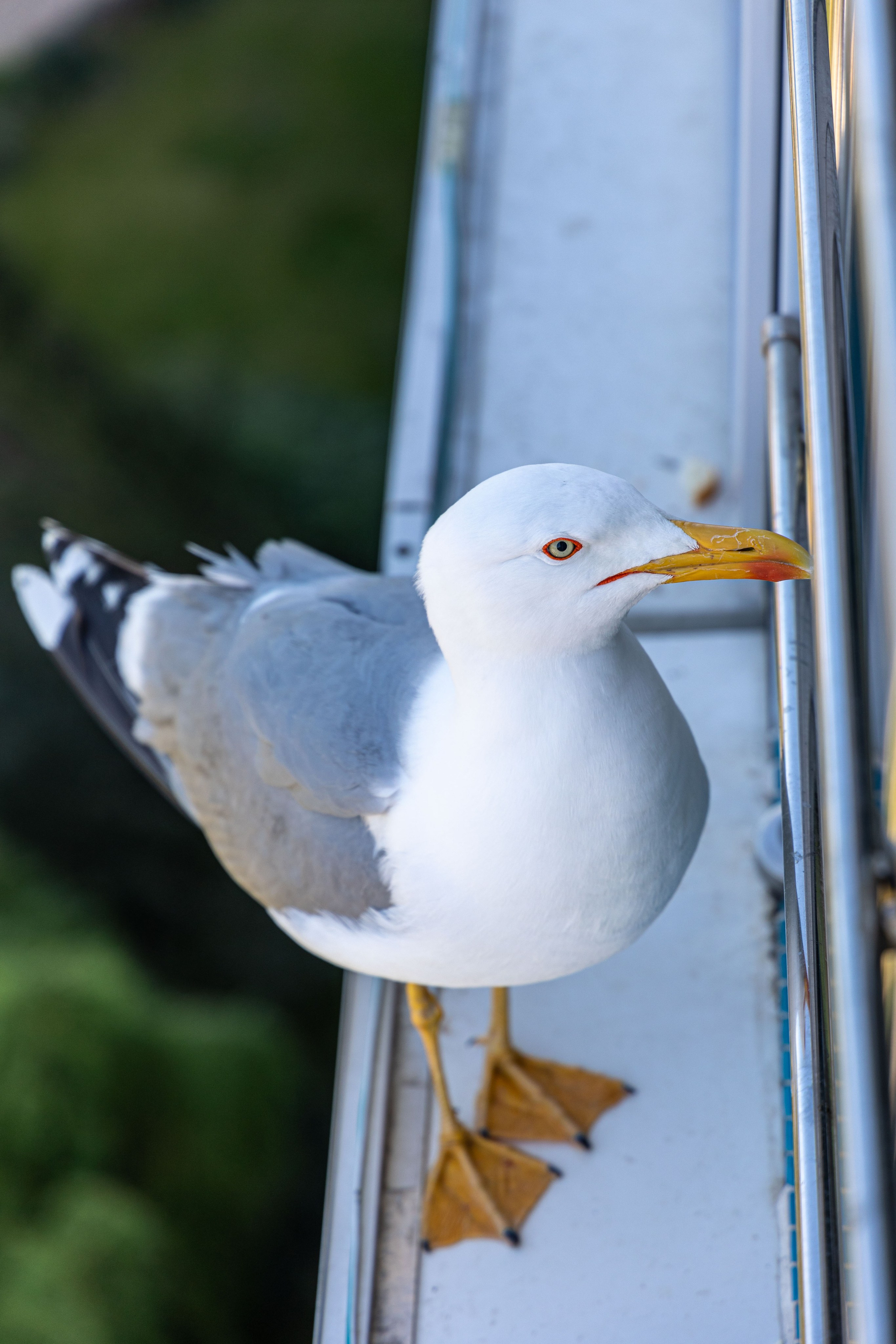 Фотограф Татьяна Марсуверских г. Жуковский, Москва и Мо. Репортажные съёмки, фотосессии,  фотограф анималист, фотосъёмка животных. Фотограф для маркетплейсов, фотоуслуги в Жуковском Татьяна Марсуверских