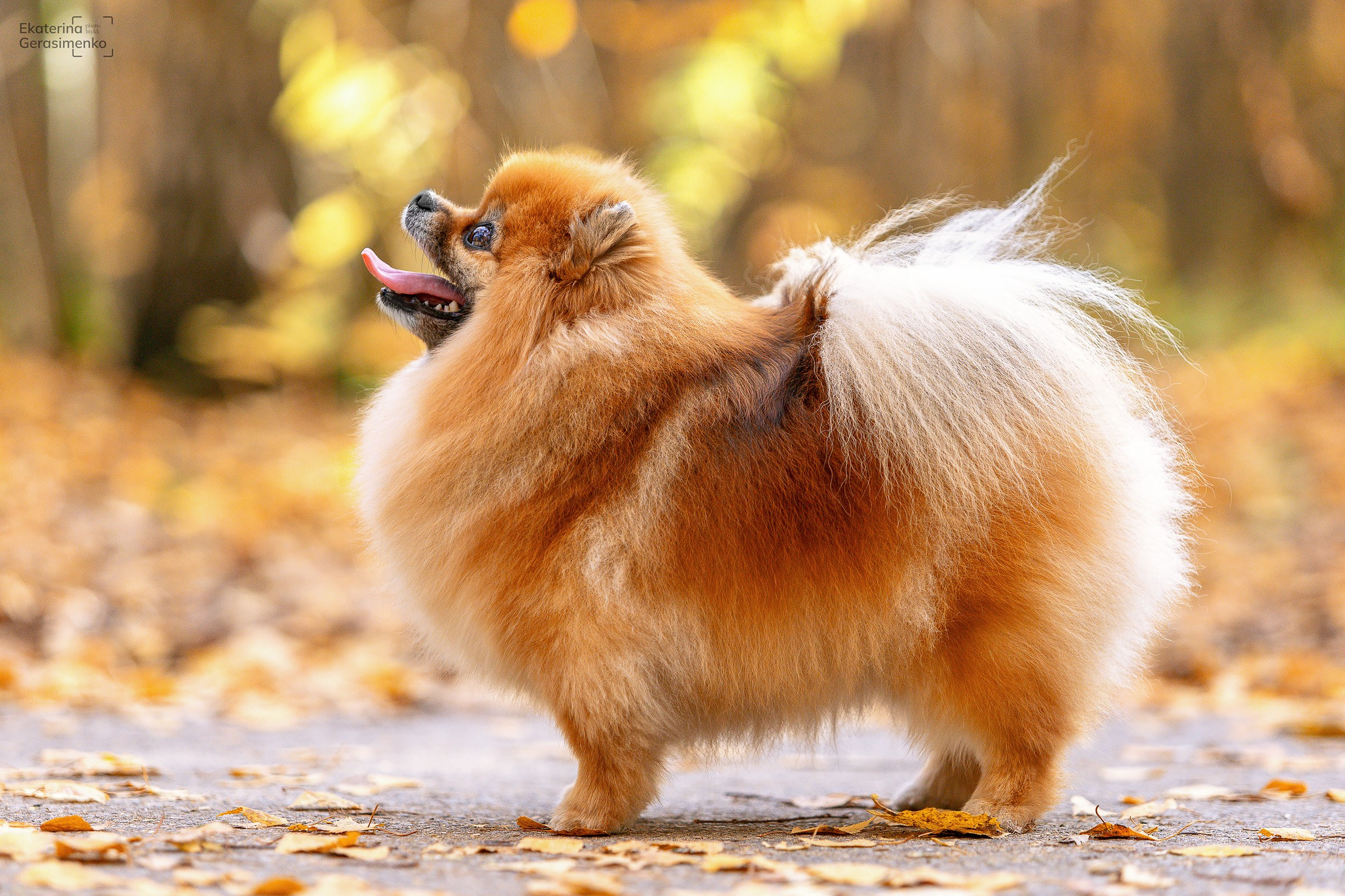 Шпиц. Htykk_photo