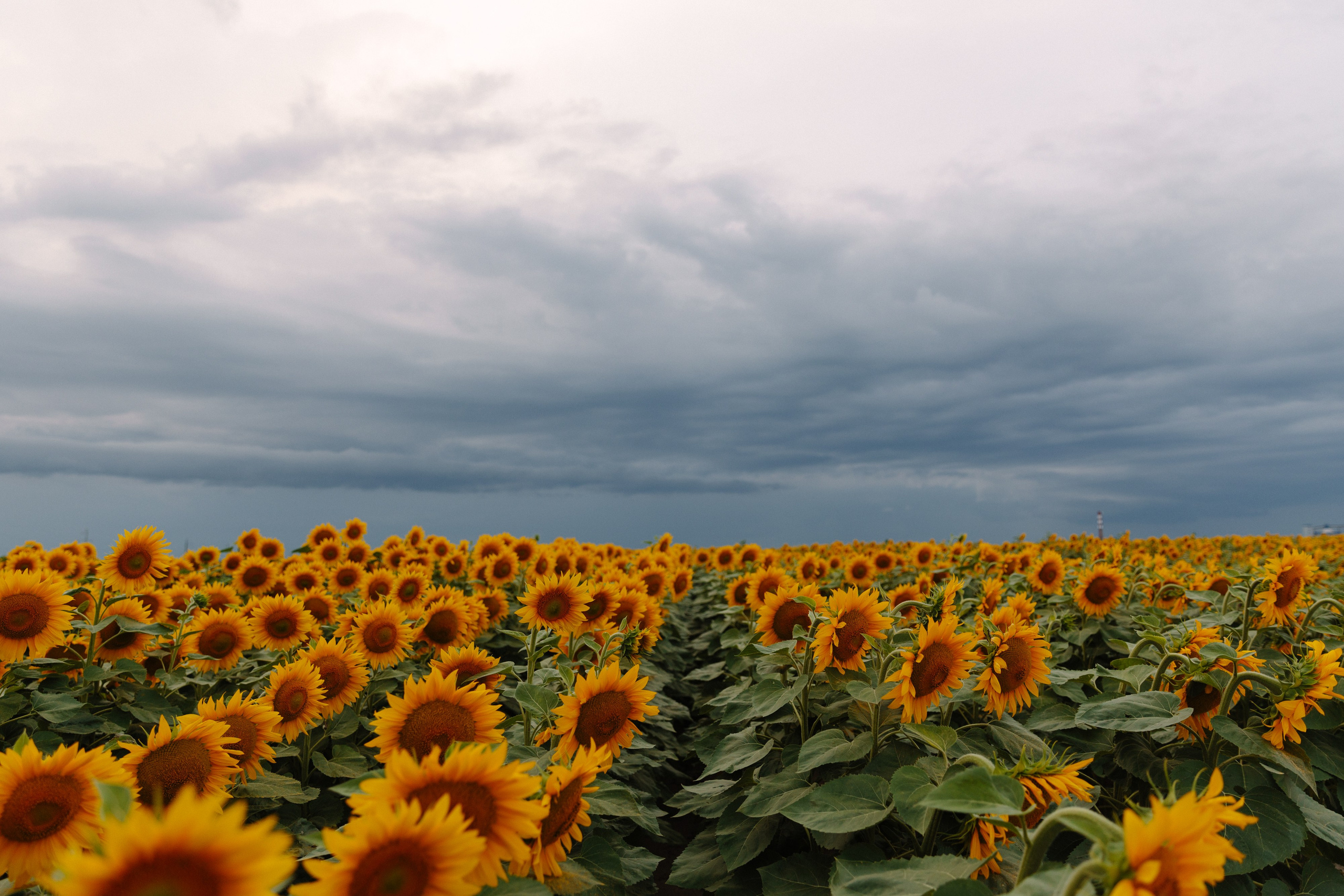Подсолнухи. Dima Lemeshevsky