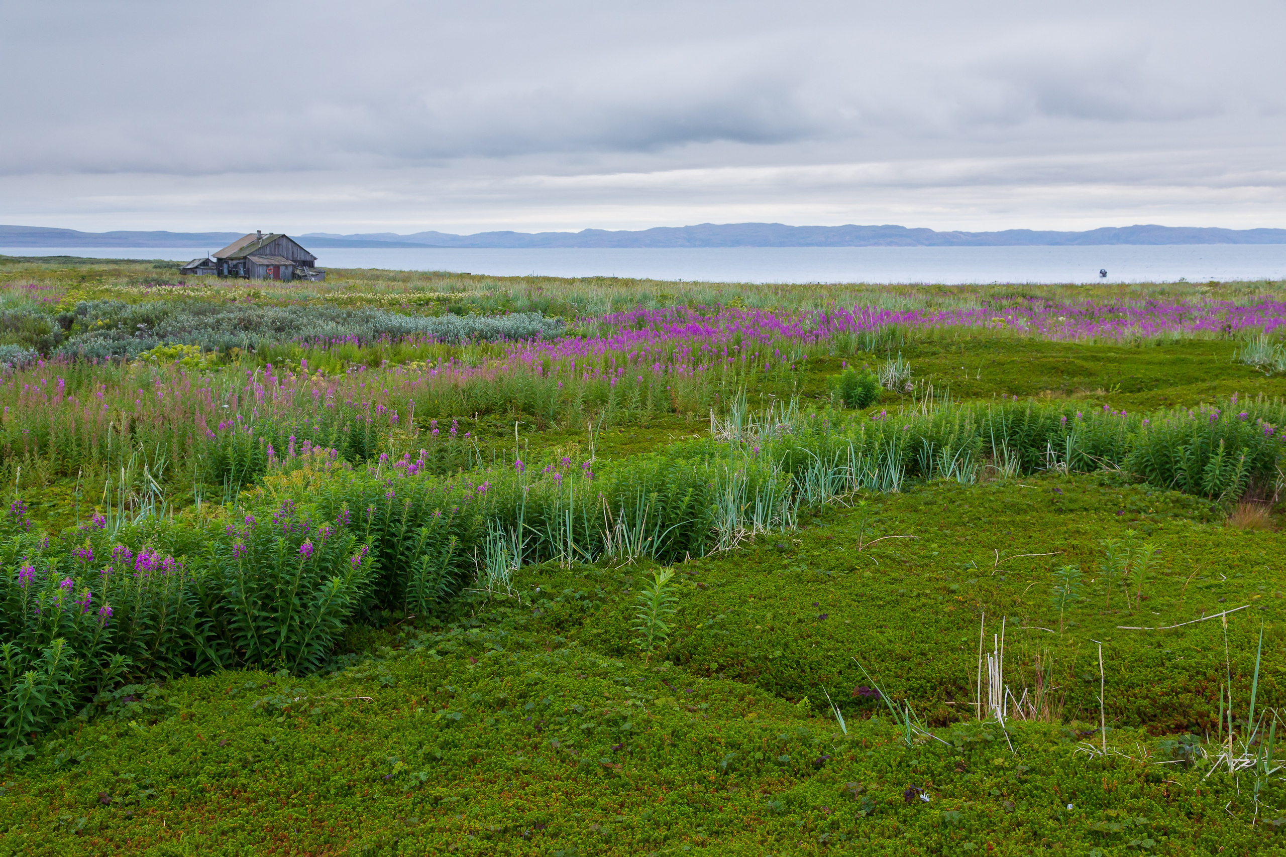 Печенга — край сосновой реки. Пейзажи Крайнего Севера. Баренцево море, Рыбачий, Средний, Немецкий