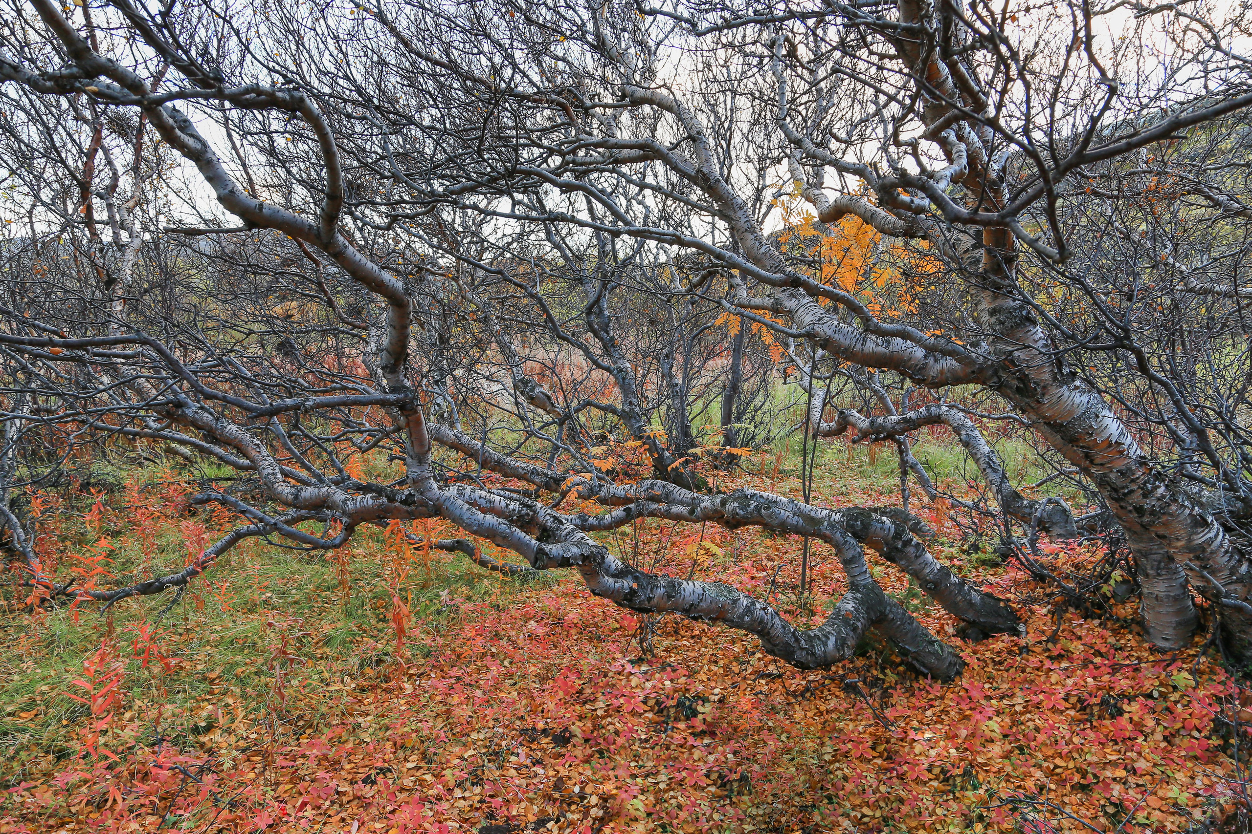 Мир растений. Пейзажи Крайнего Севера. Баренцево море, Рыбачий, Средний, Немецкий