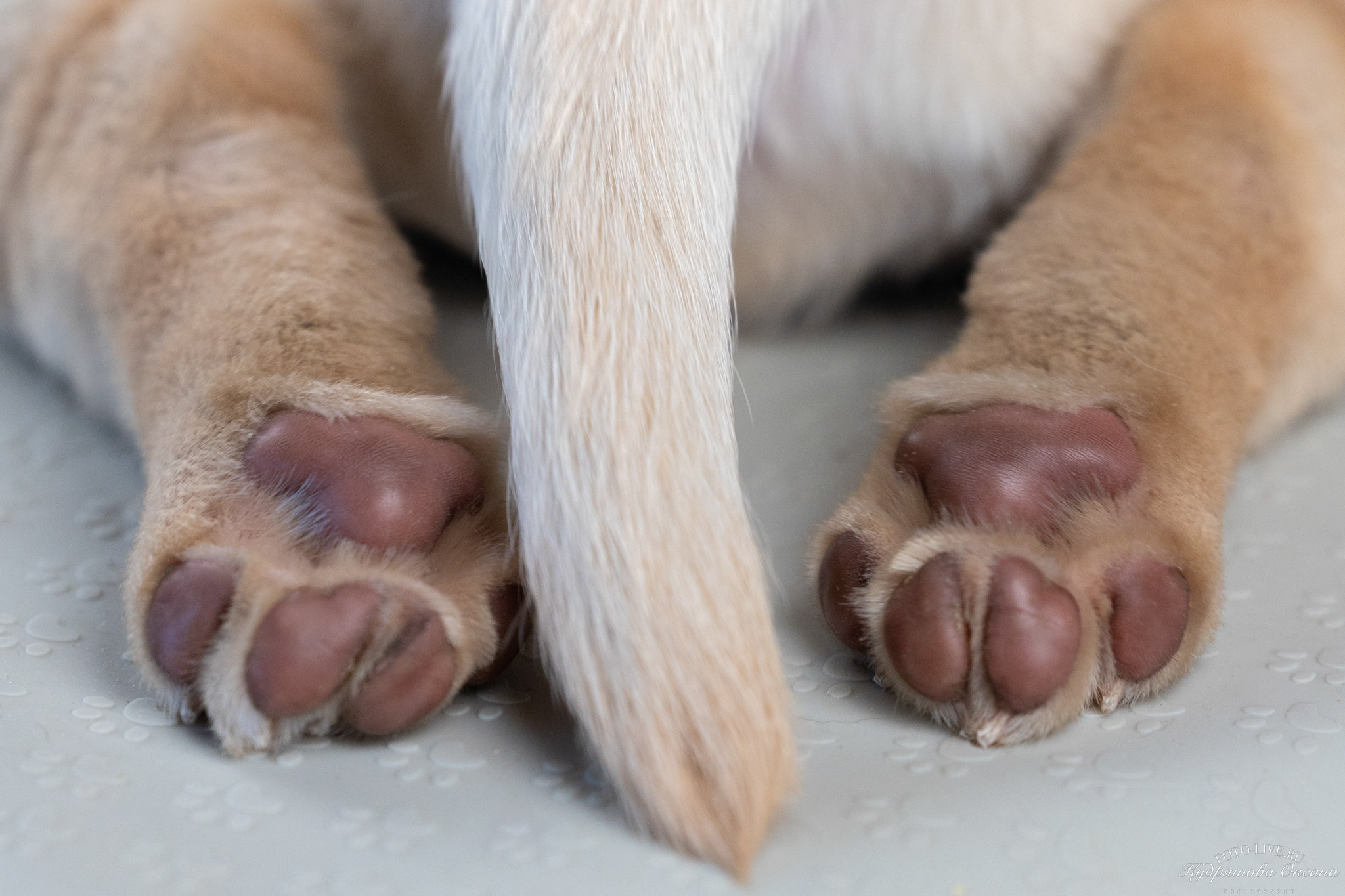 Лабрадоры. Фотограф 📸 анималист, предметный, репортажный