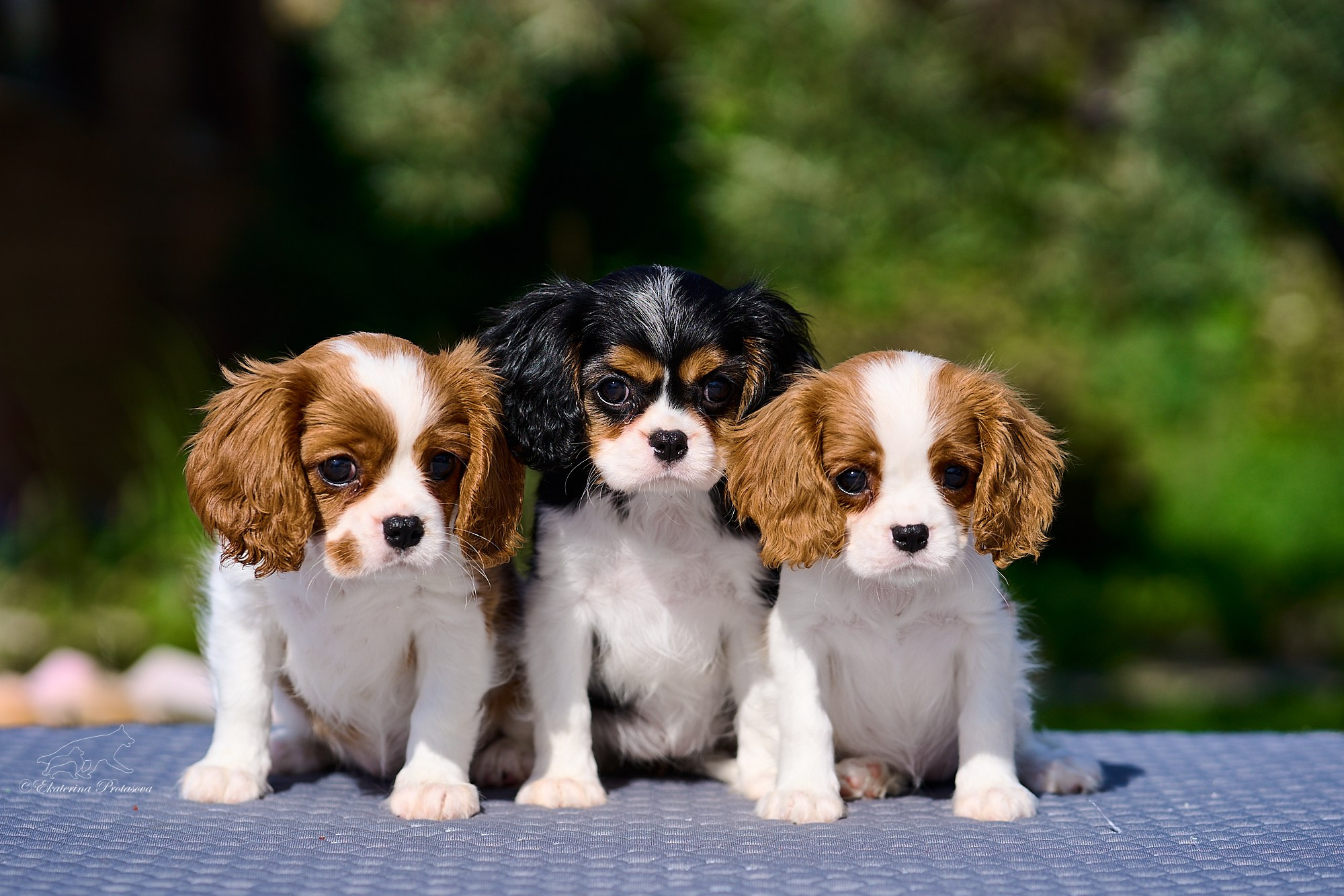 Кавалерчики. Фотограф-анималист в Иркутске