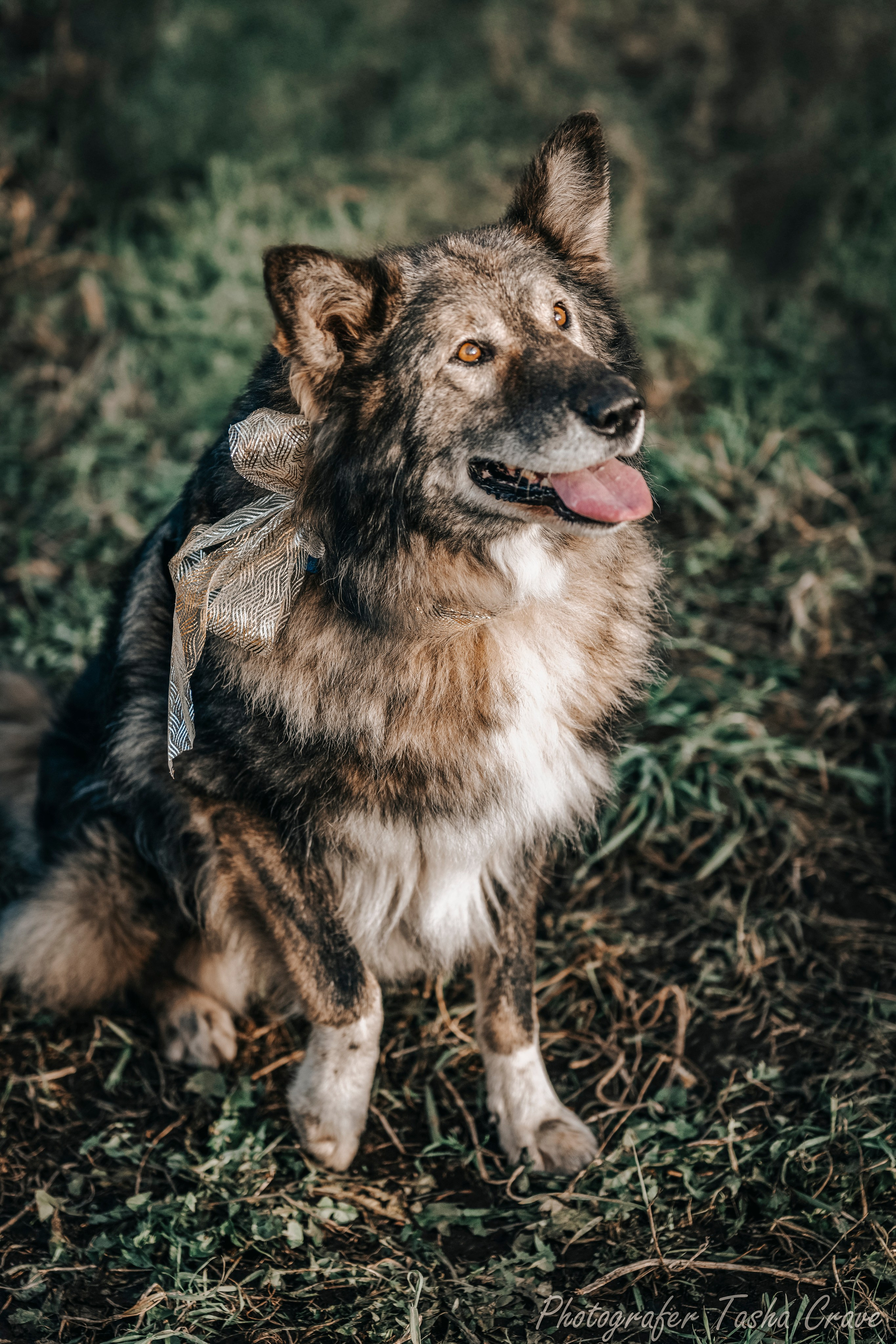 Приют для собак. Фотограф анималист в Санкт-Петербурге Таша Крейв
