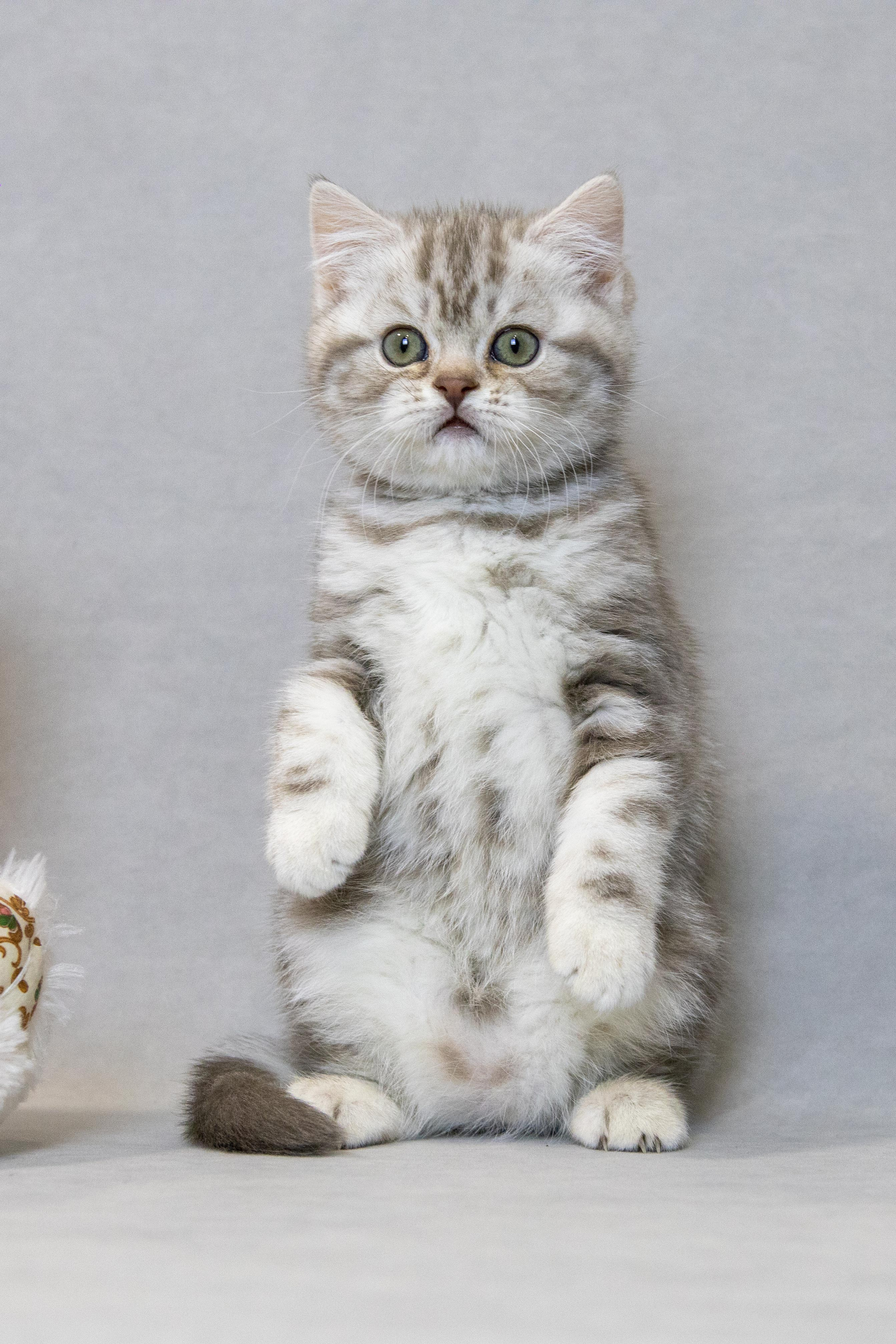 Котята. Фотограф Яна Матвеева в Ижевске