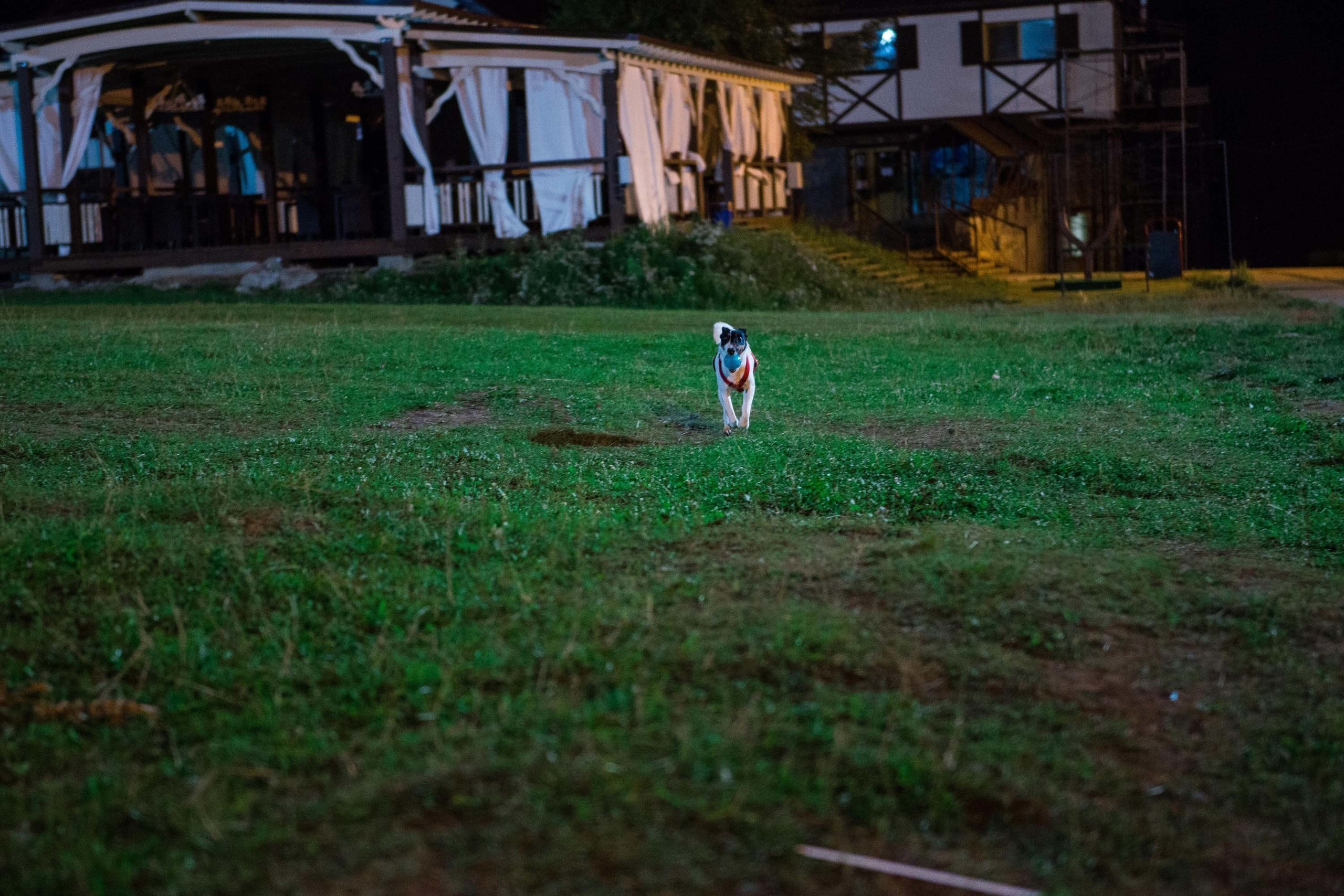 Дог-фестиваль 02.09.2017 Уктус Ночной след. Свадебный фотограф на Урале Виктор Соколов