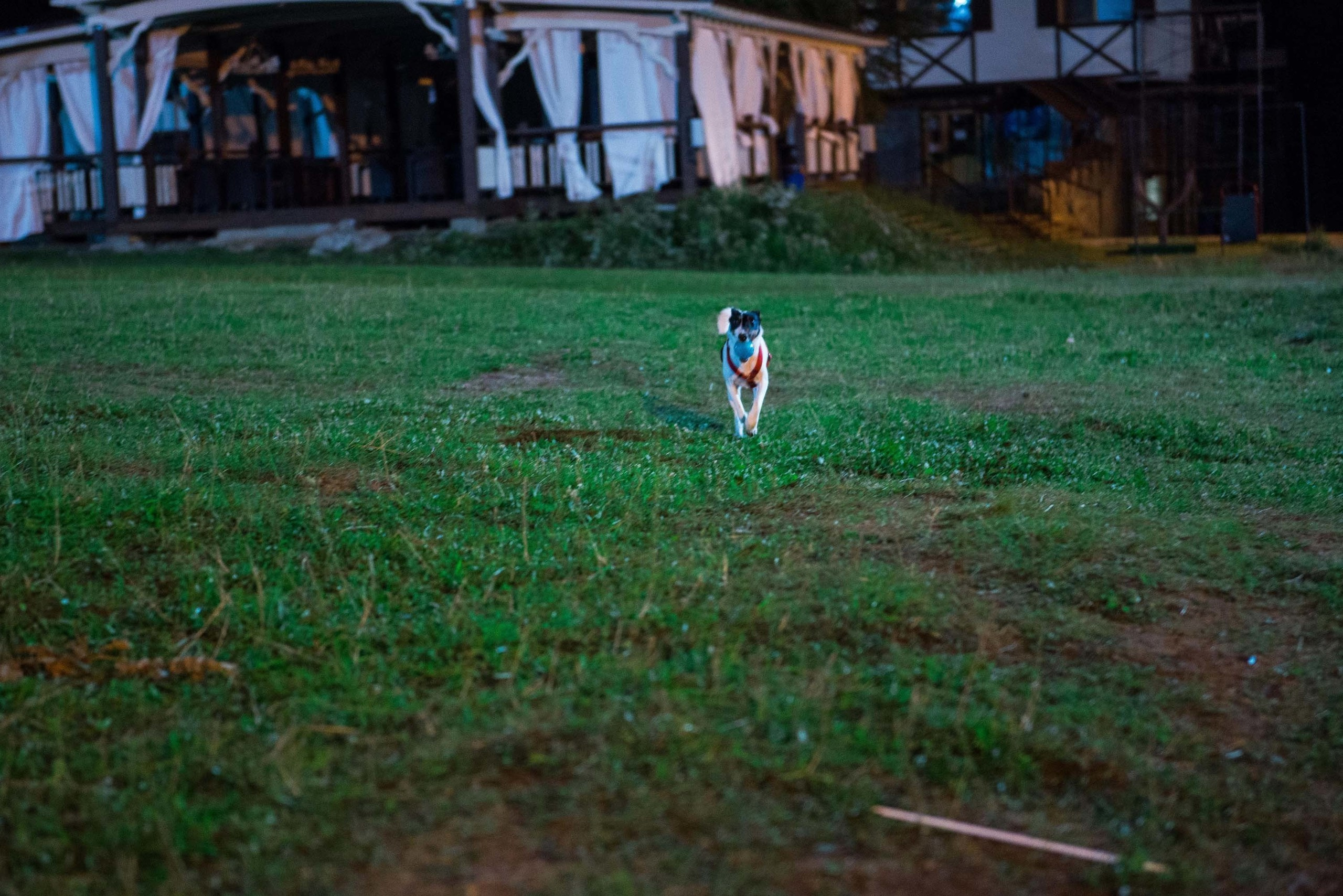 Дог-фестиваль 02.09.2017 Уктус Ночной след. Свадебный фотограф на Урале Виктор Соколов
