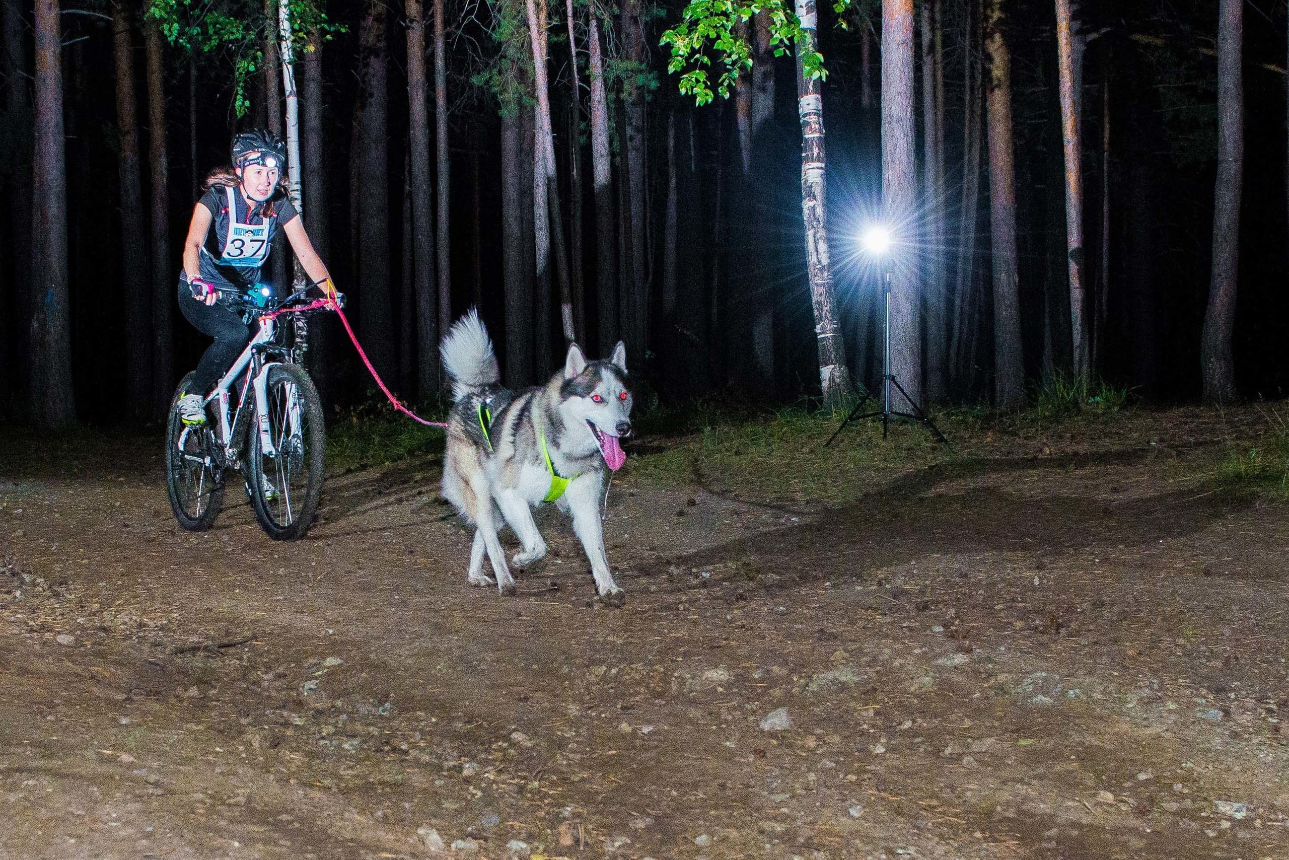 Дог-фестиваль 02.09.2017 Уктус Ночной след. Свадебный фотограф на Урале Виктор Соколов