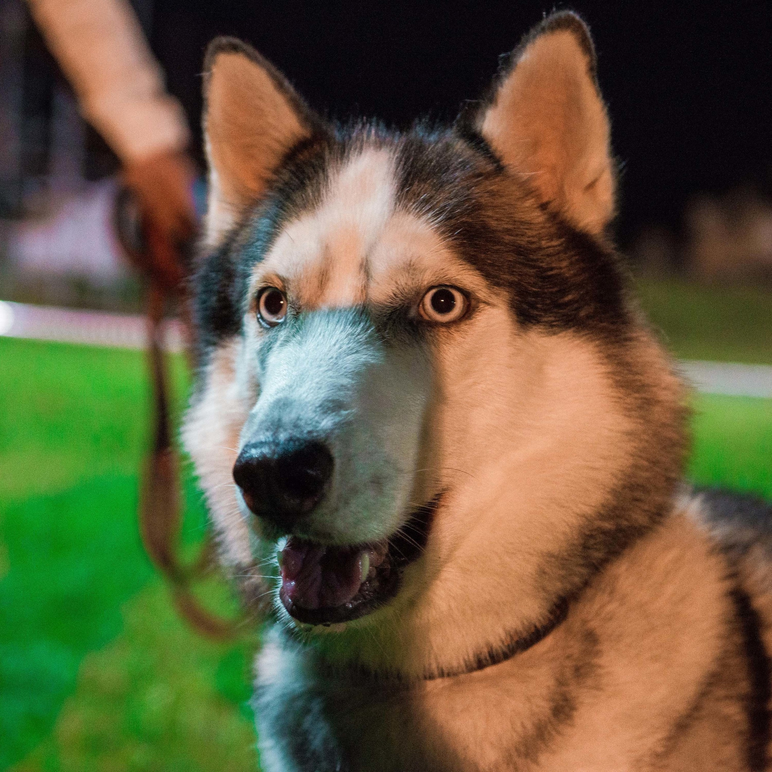 Дог-фестиваль 02.09.2017 Уктус Ночной след. Свадебный фотограф на Урале Виктор Соколов