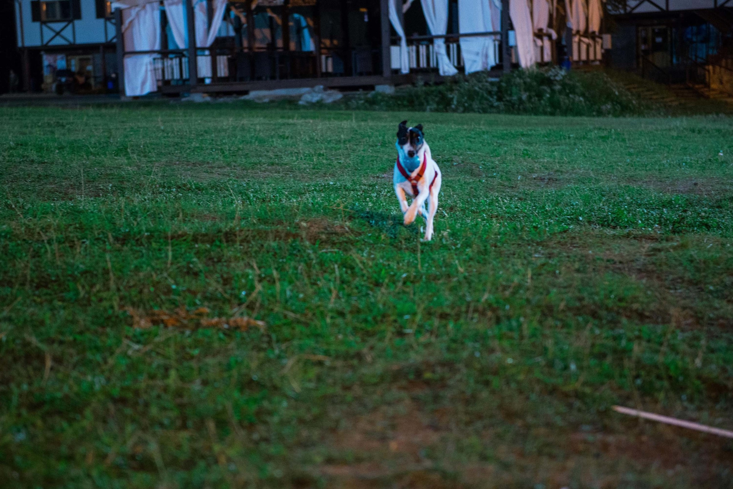 Дог-фестиваль 02.09.2017 Уктус Ночной след. Свадебный фотограф на Урале Виктор Соколов