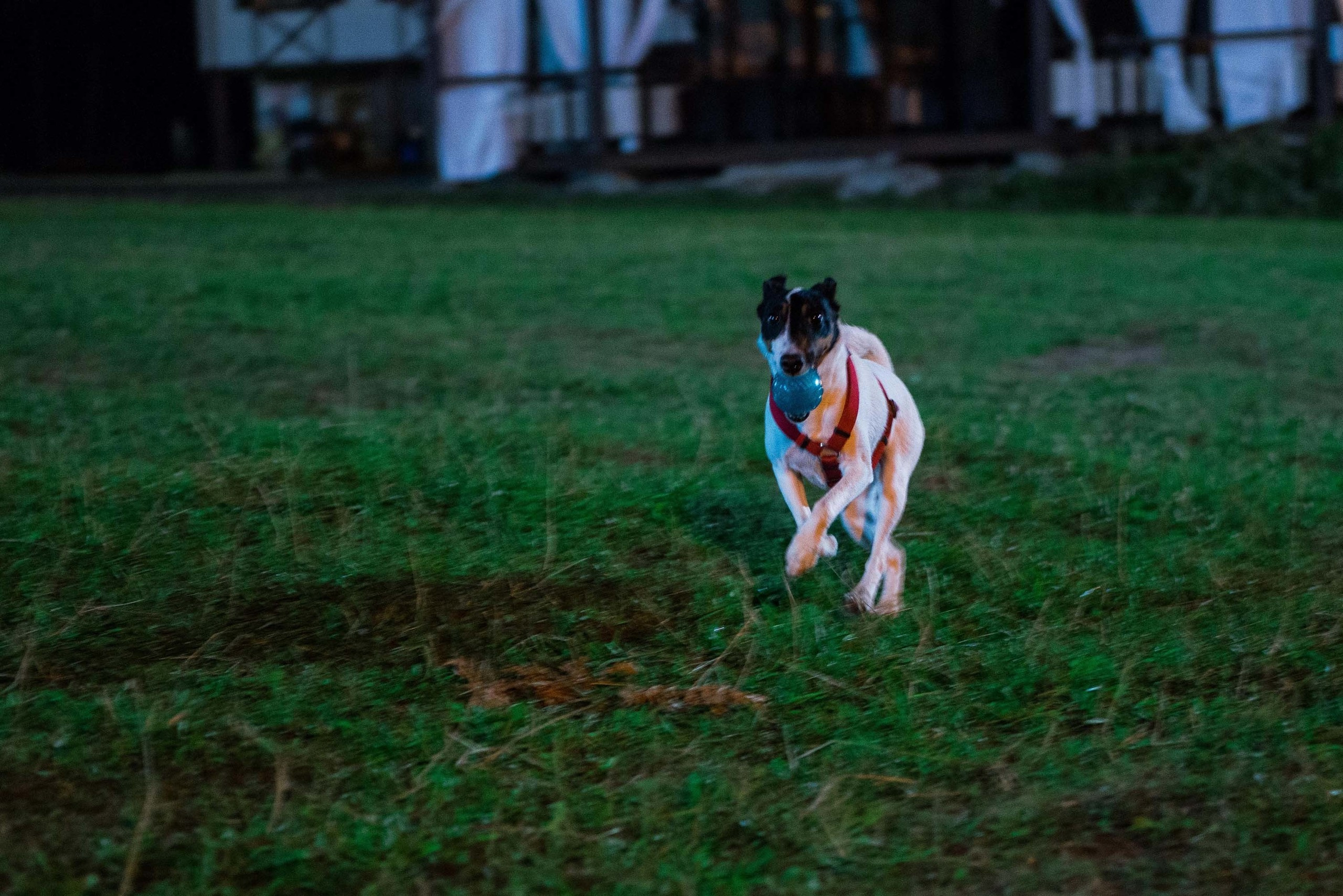 Дог-фестиваль 02.09.2017 Уктус Ночной след. Свадебный фотограф на Урале Виктор Соколов