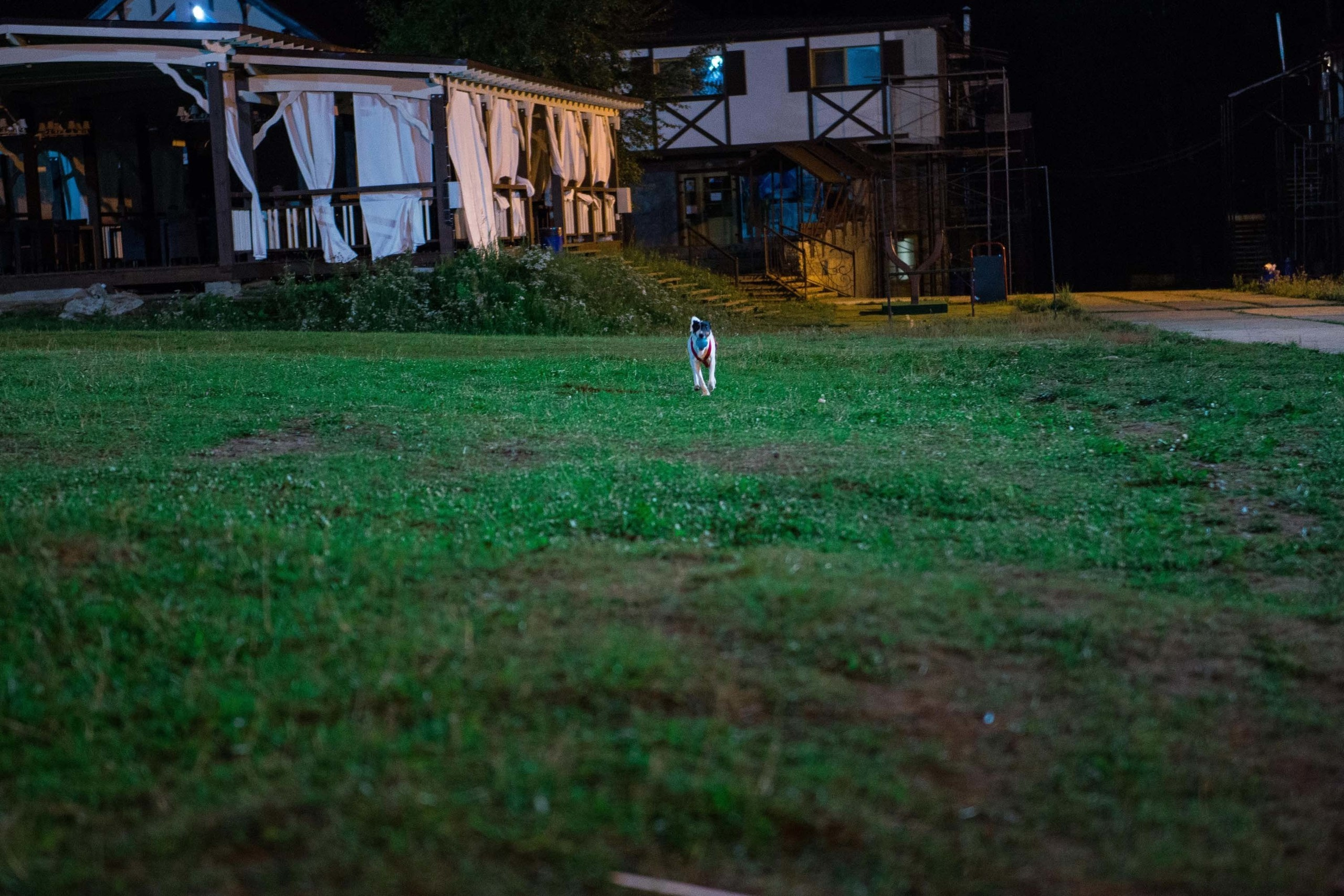 Дог-фестиваль 02.09.2017 Уктус Ночной след. Свадебный фотограф на Урале Виктор Соколов