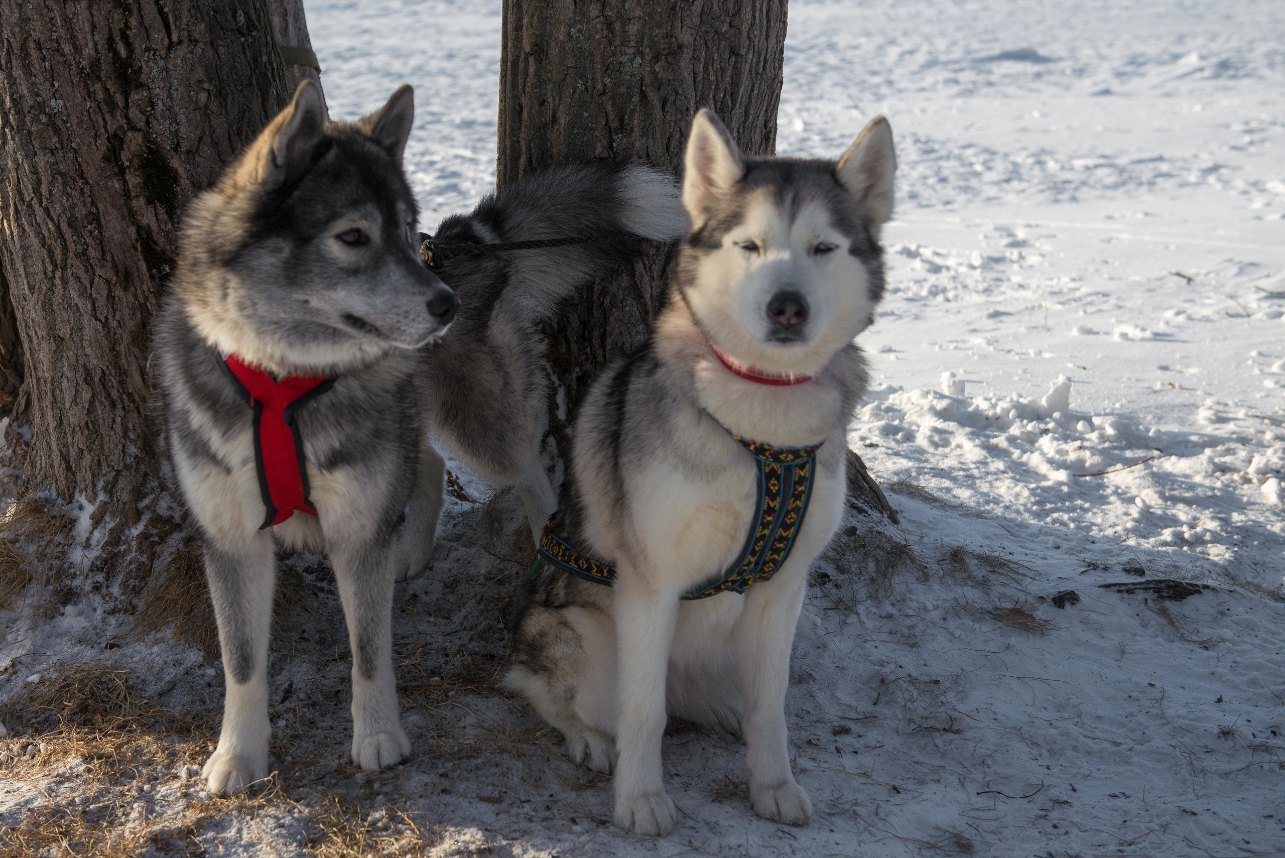 10 лет клубу Хэй-Хэй. Свадебный фотограф на Урале Виктор Соколов