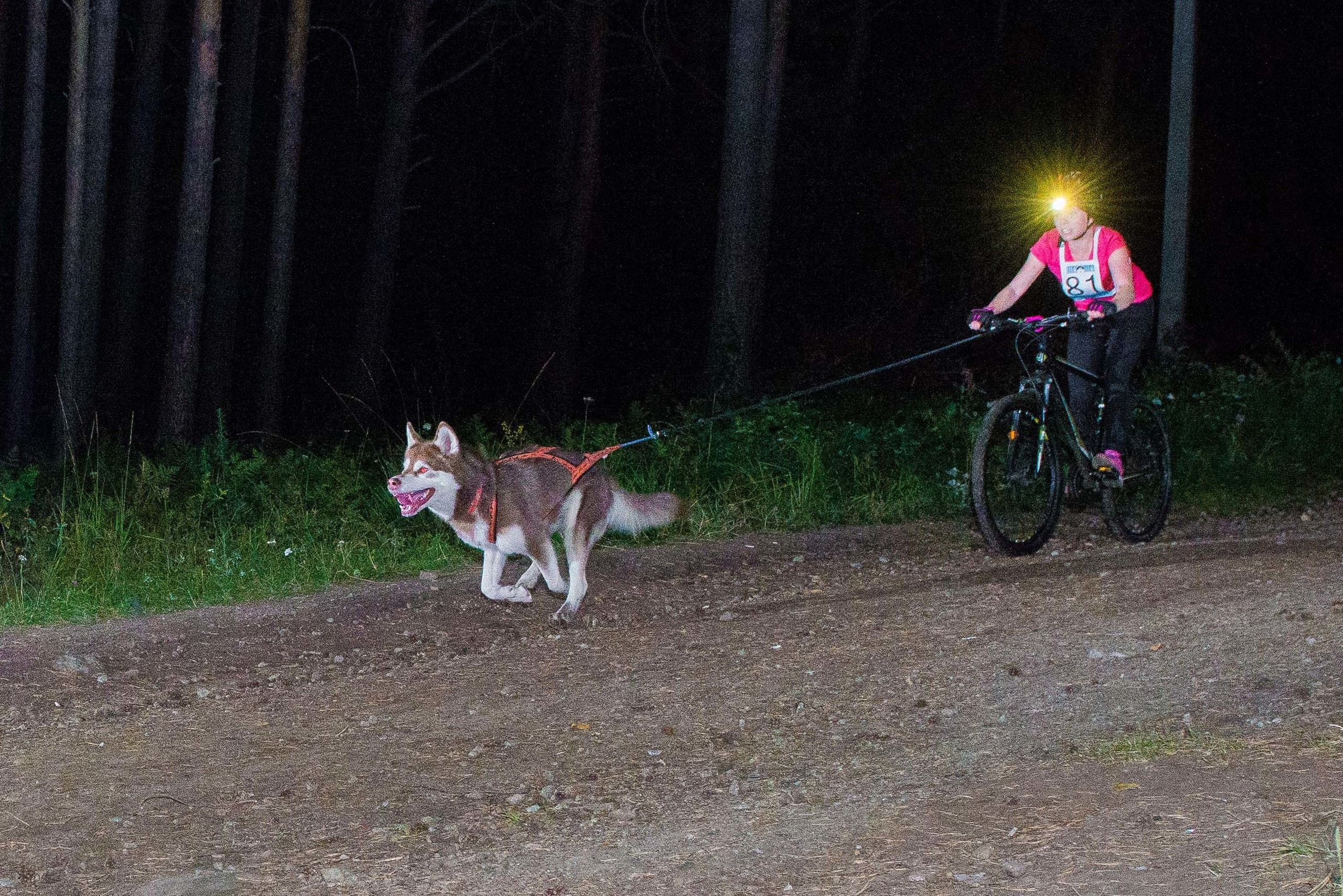 Дог-фестиваль 02.09.2017 Уктус Ночной след. Свадебный фотограф на Урале Виктор Соколов