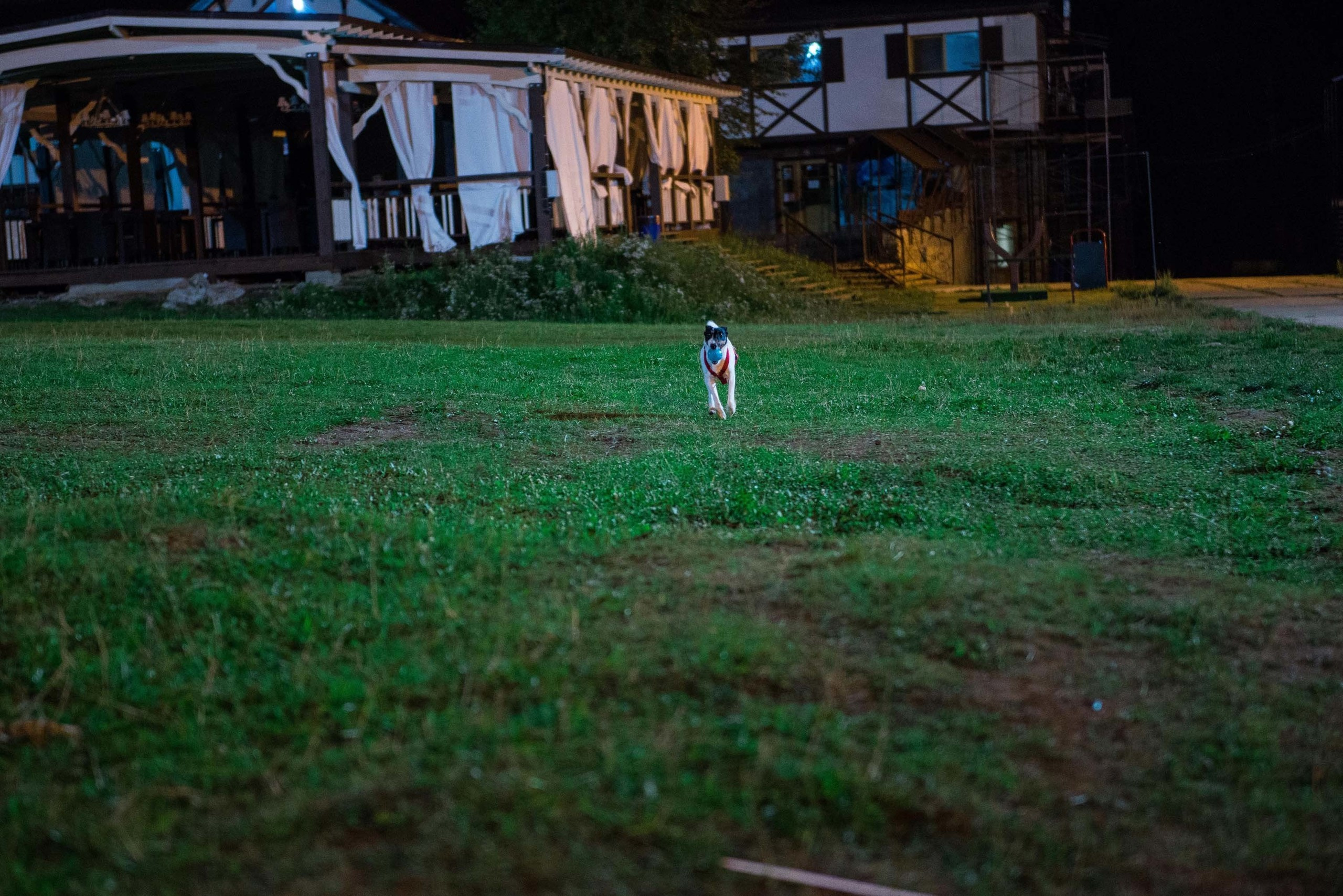 Дог-фестиваль 02.09.2017 Уктус Ночной след. Свадебный фотограф на Урале Виктор Соколов