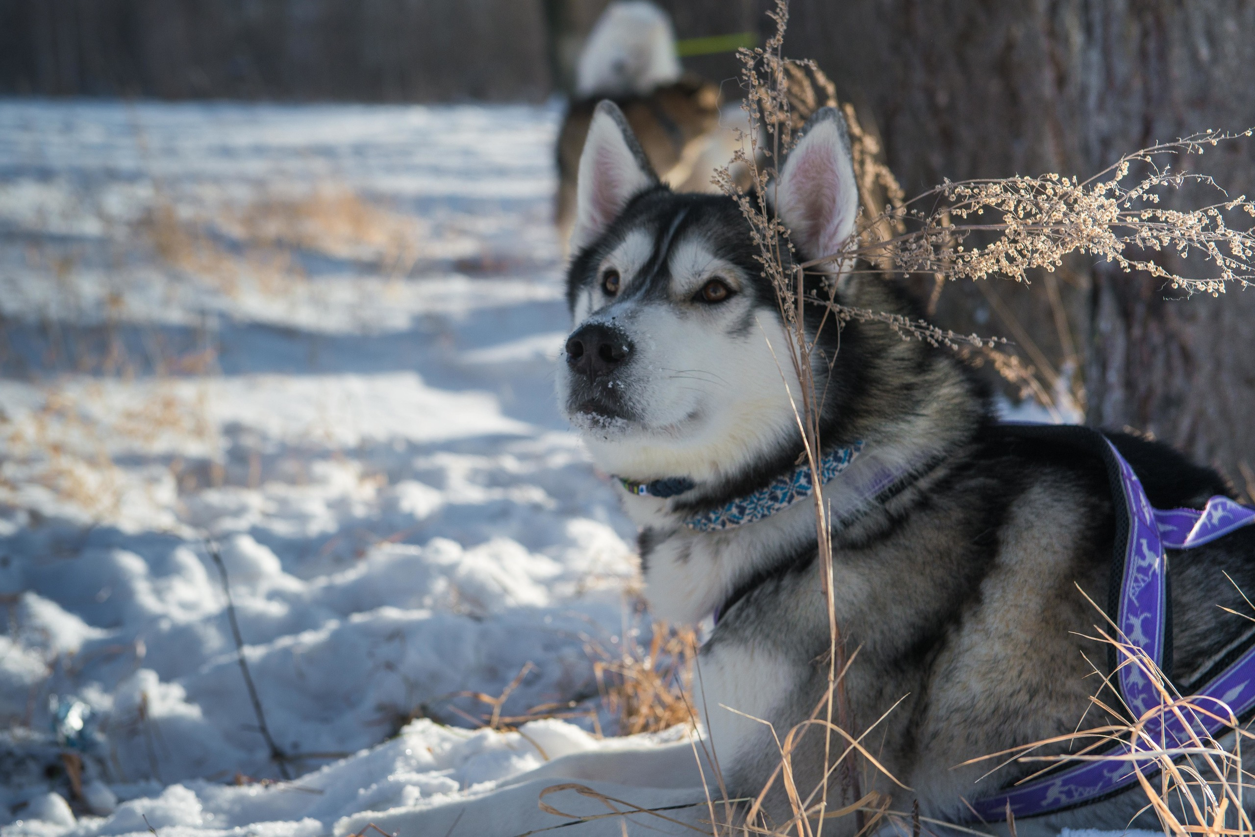 10 лет клубу Хэй-Хэй. Свадебный фотограф на Урале Виктор Соколов