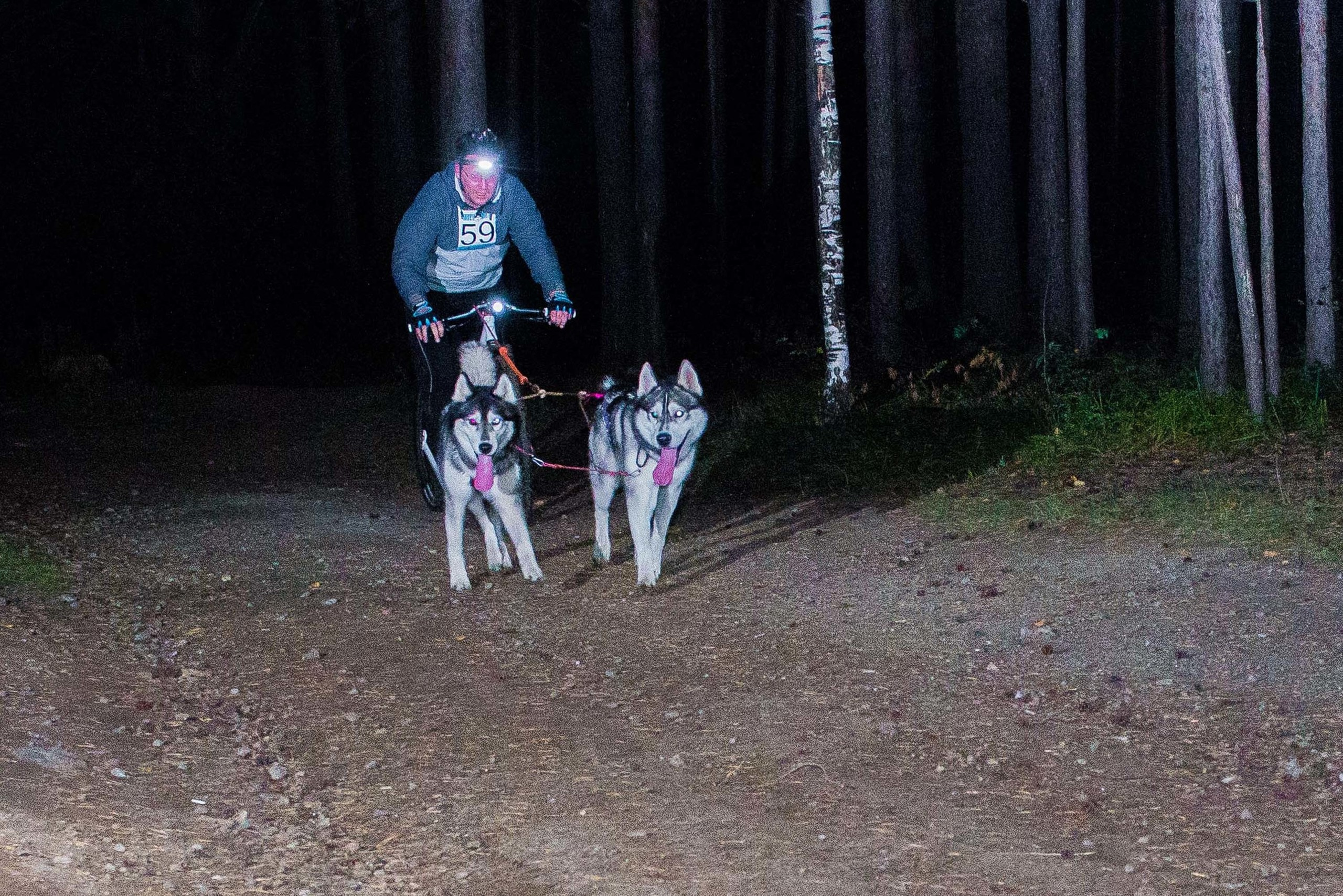Дог-фестиваль 02.09.2017 Уктус Ночной след. Свадебный фотограф на Урале Виктор Соколов