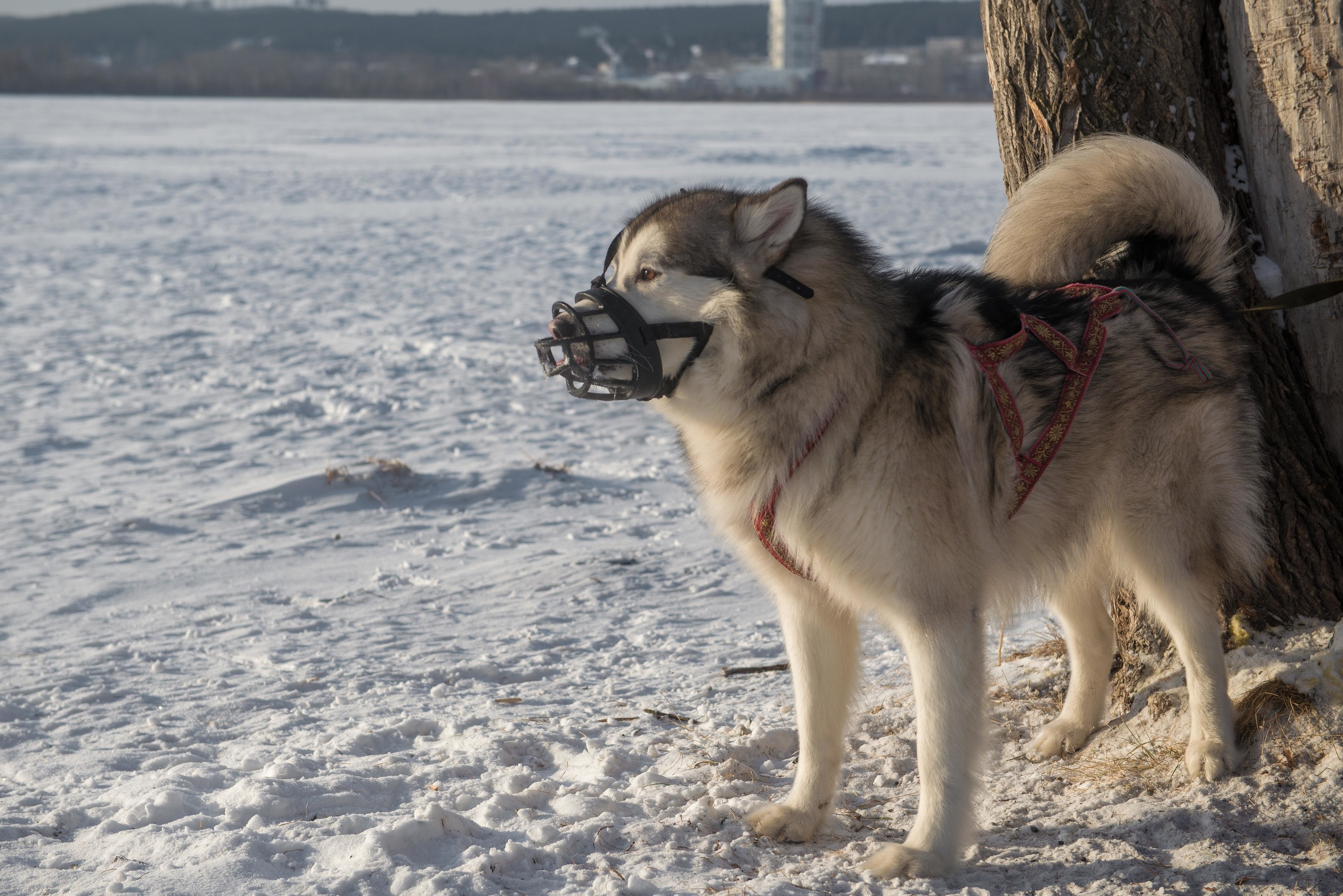 10 лет клубу Хэй-Хэй. Свадебный фотограф на Урале Виктор Соколов