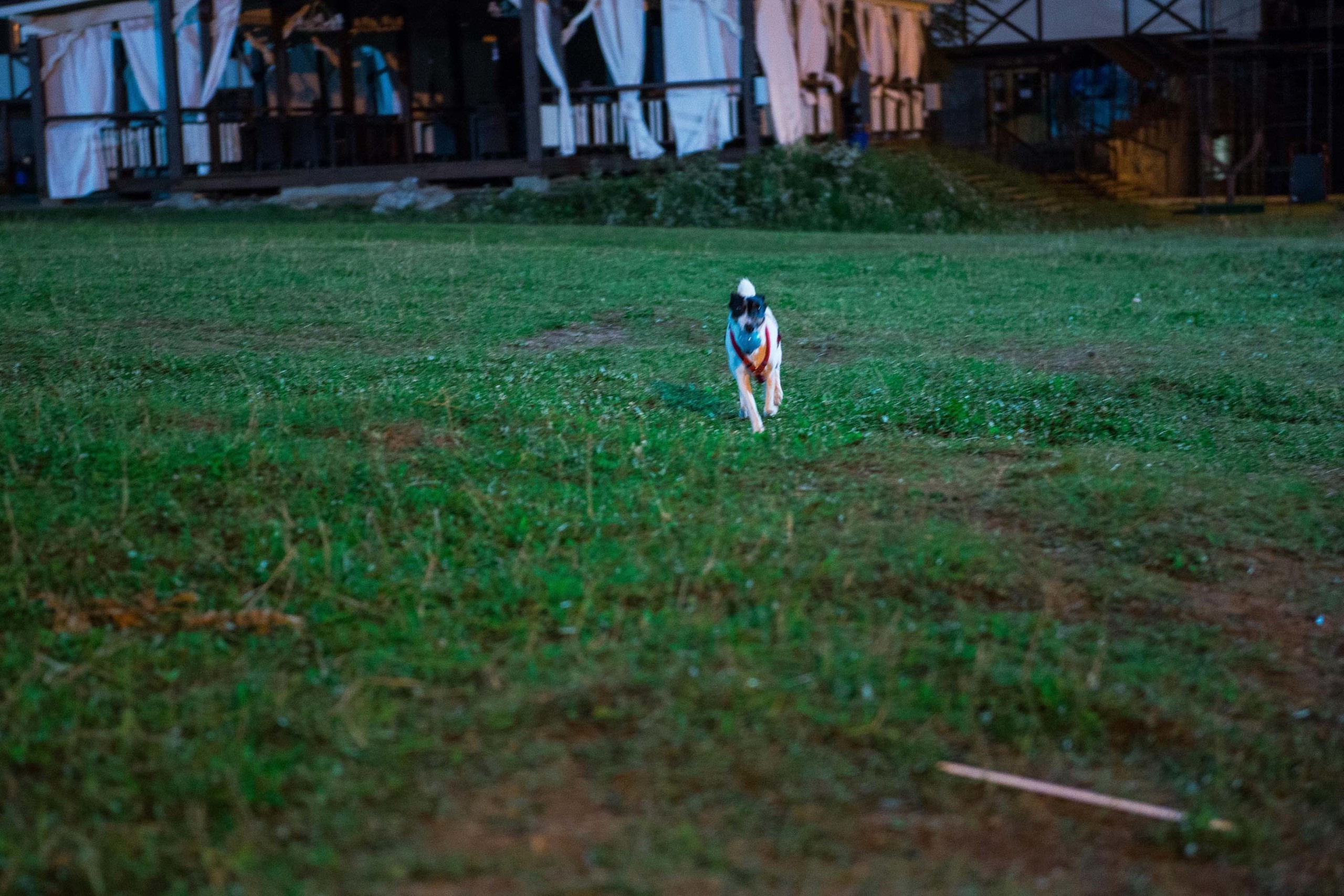 Дог-фестиваль 02.09.2017 Уктус Ночной след. Свадебный фотограф на Урале Виктор Соколов