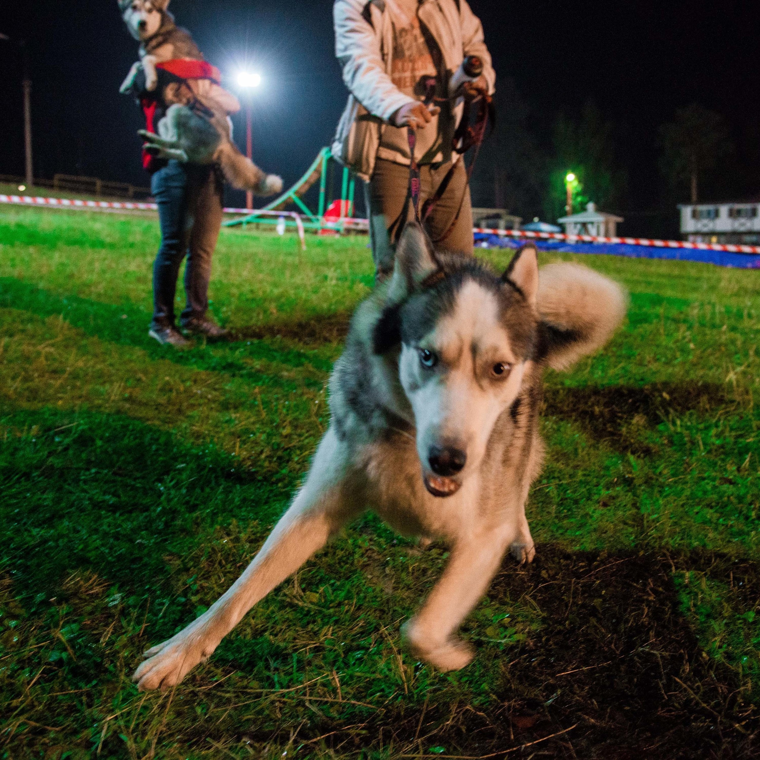 Дог-фестиваль 02.09.2017 Уктус Ночной след. Свадебный фотограф на Урале Виктор Соколов