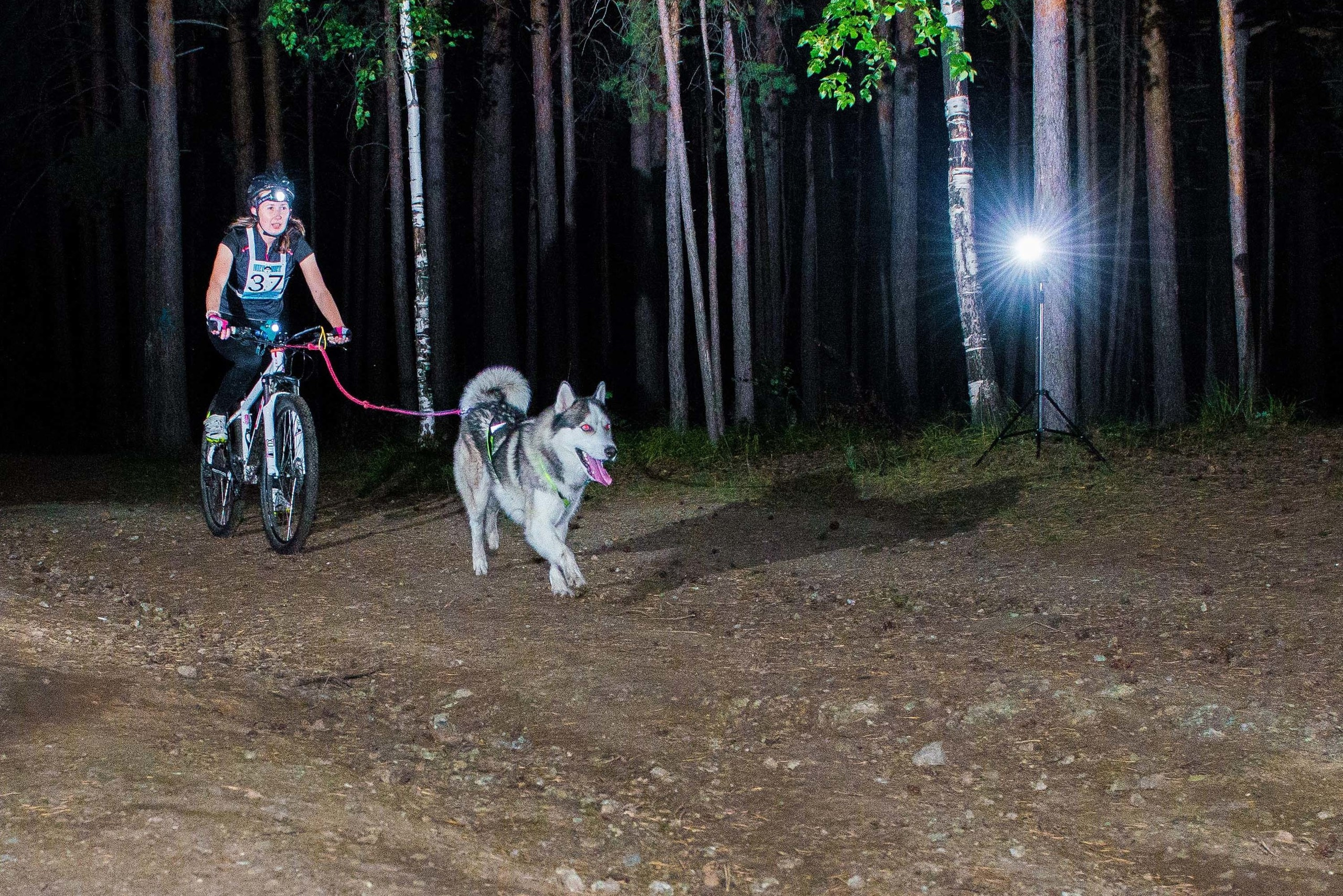 Дог-фестиваль 02.09.2017 Уктус Ночной след. Свадебный фотограф на Урале Виктор Соколов