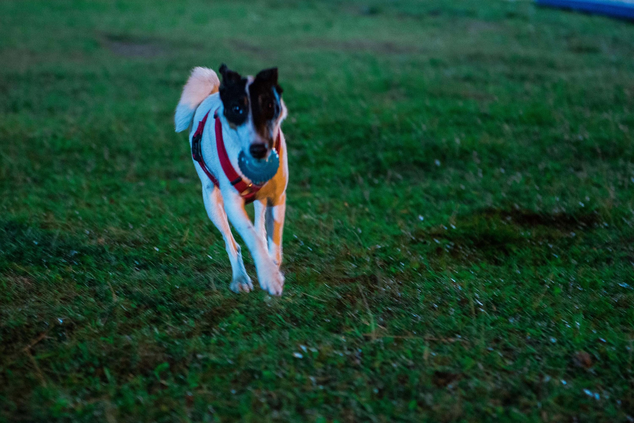 Дог-фестиваль 02.09.2017 Уктус Ночной след. Свадебный фотограф на Урале Виктор Соколов