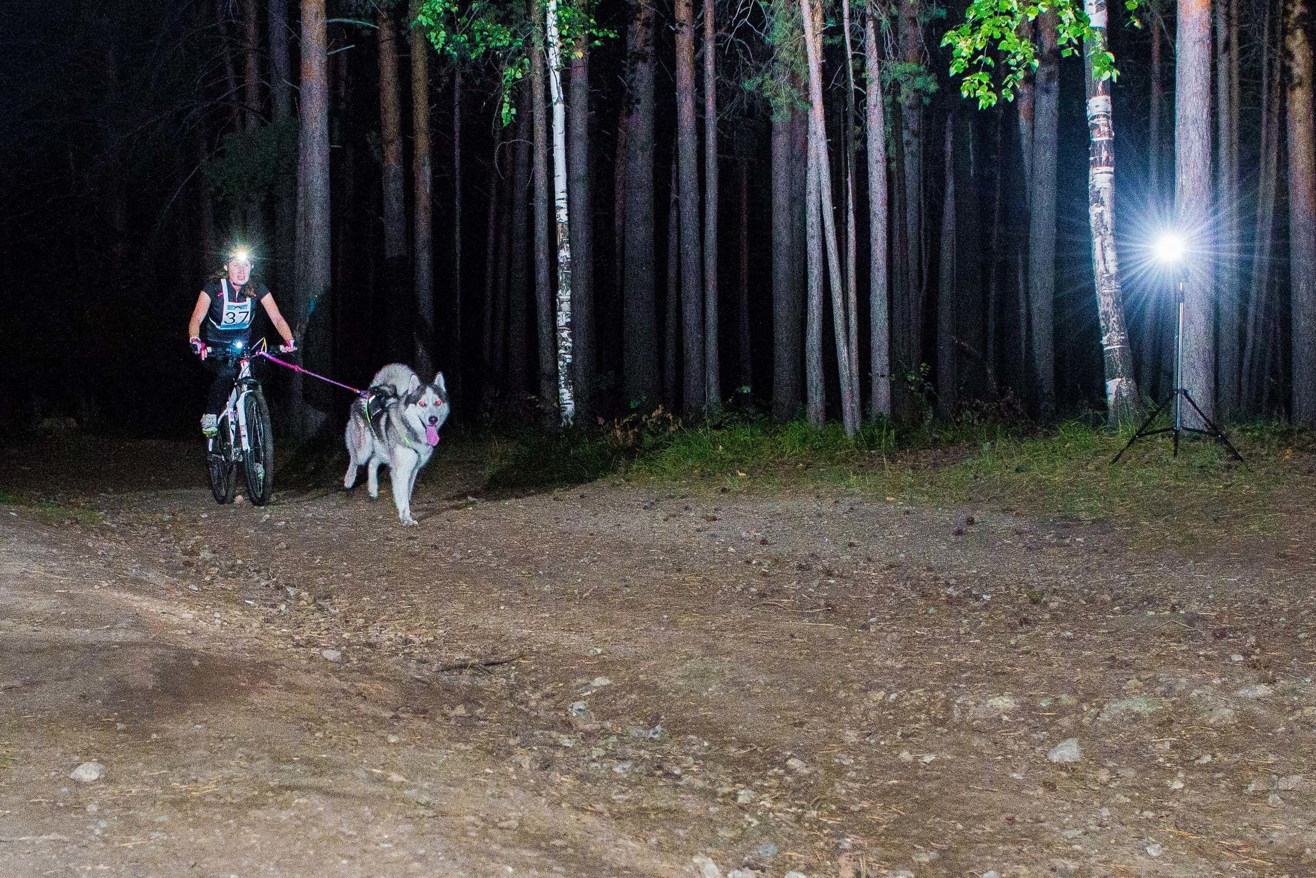Дог-фестиваль 02.09.2017 Уктус Ночной след. Свадебный фотограф на Урале Виктор Соколов