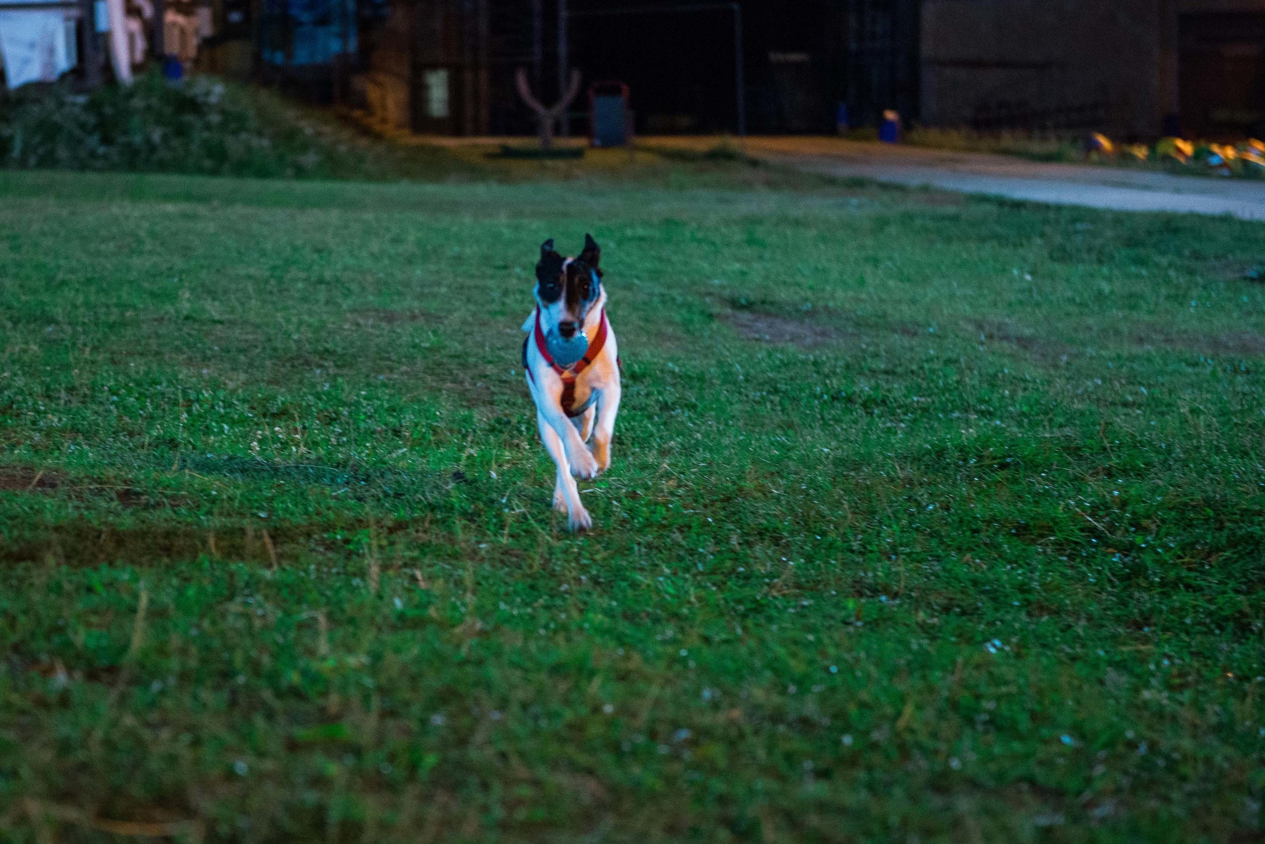 Дог-фестиваль 02.09.2017 Уктус Ночной след. Свадебный фотограф на Урале Виктор Соколов