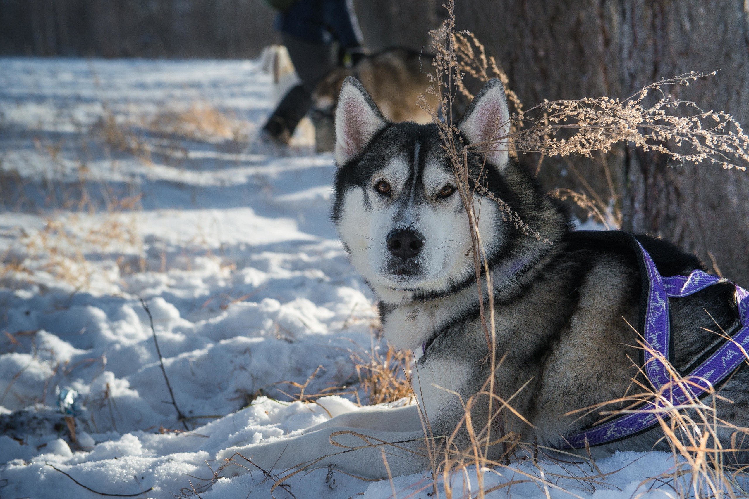 10 лет клубу Хэй-Хэй. Свадебный фотограф на Урале Виктор Соколов
