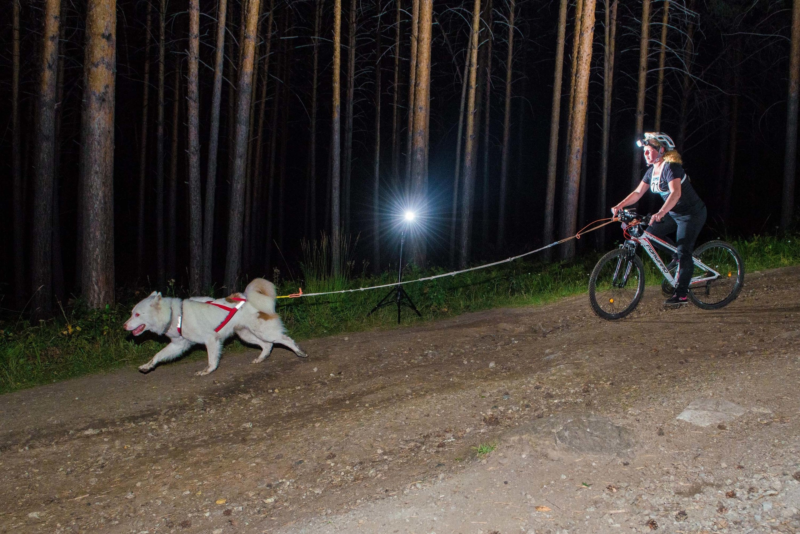 Дог-фестиваль 02.09.2017 Уктус Ночной след. Свадебный фотограф на Урале Виктор Соколов