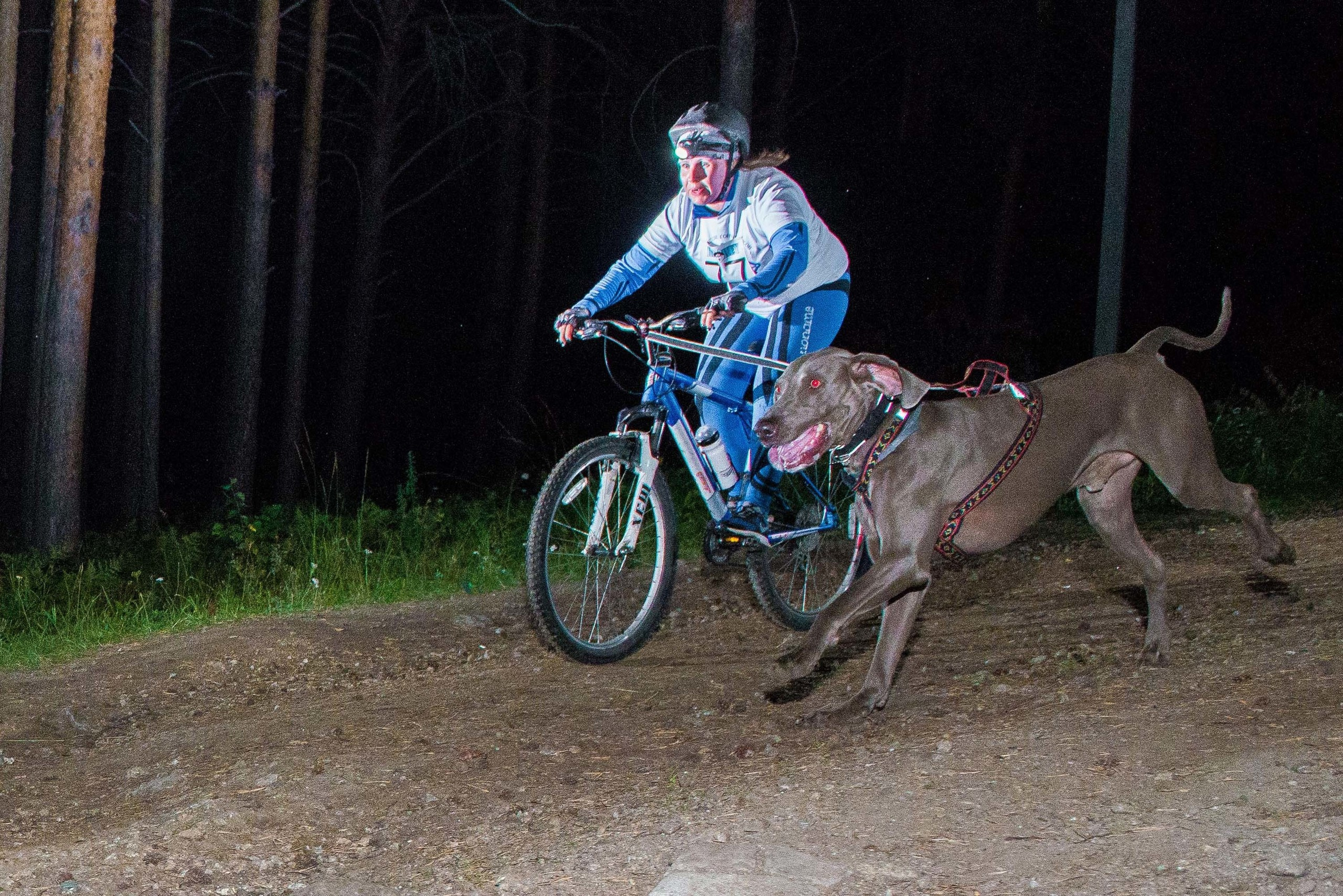 Дог-фестиваль 02.09.2017 Уктус Ночной след. Свадебный фотограф на Урале Виктор Соколов