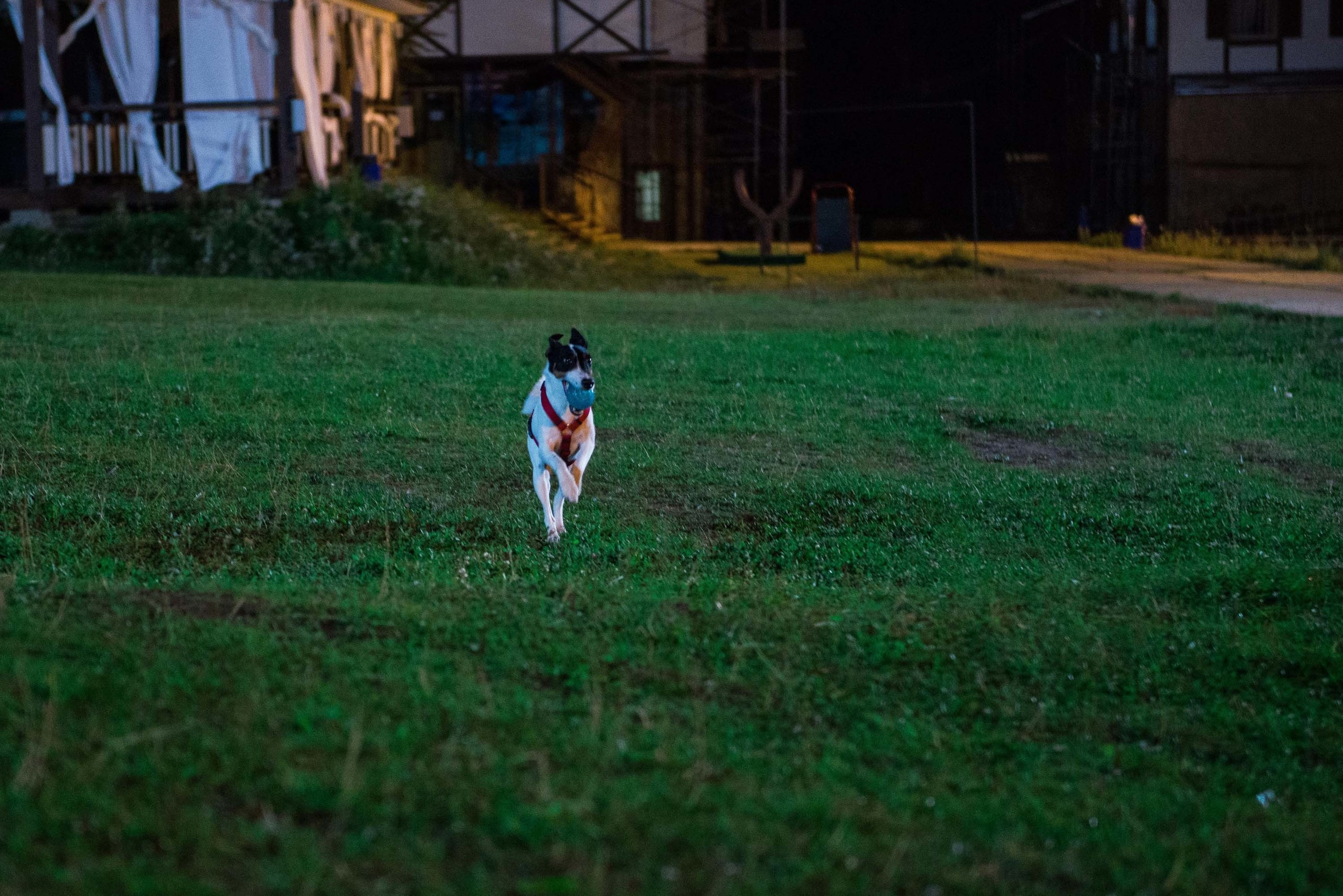 Дог-фестиваль 02.09.2017 Уктус Ночной след. Свадебный фотограф на Урале Виктор Соколов