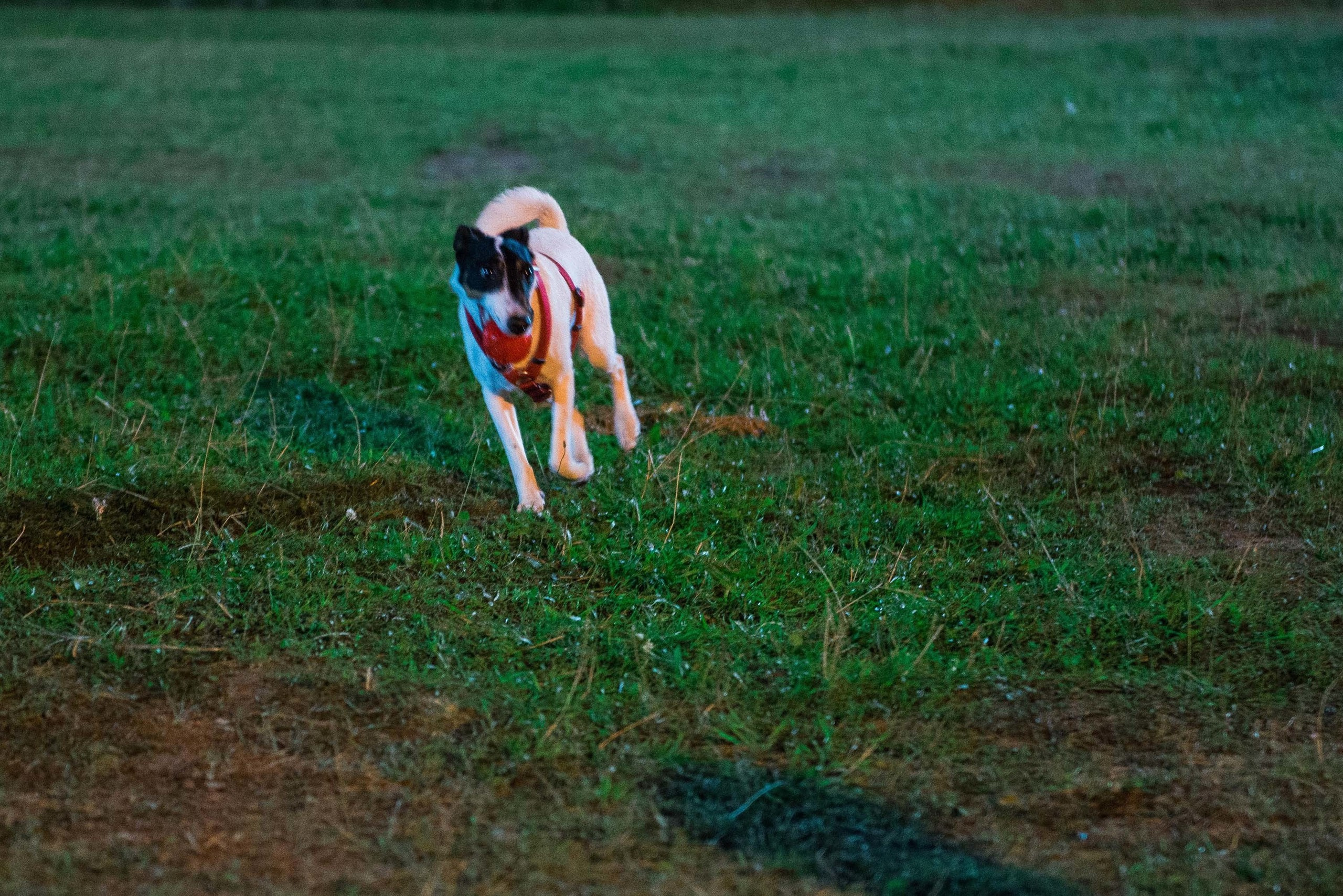 Дог-фестиваль 02.09.2017 Уктус Ночной след. Свадебный фотограф на Урале Виктор Соколов