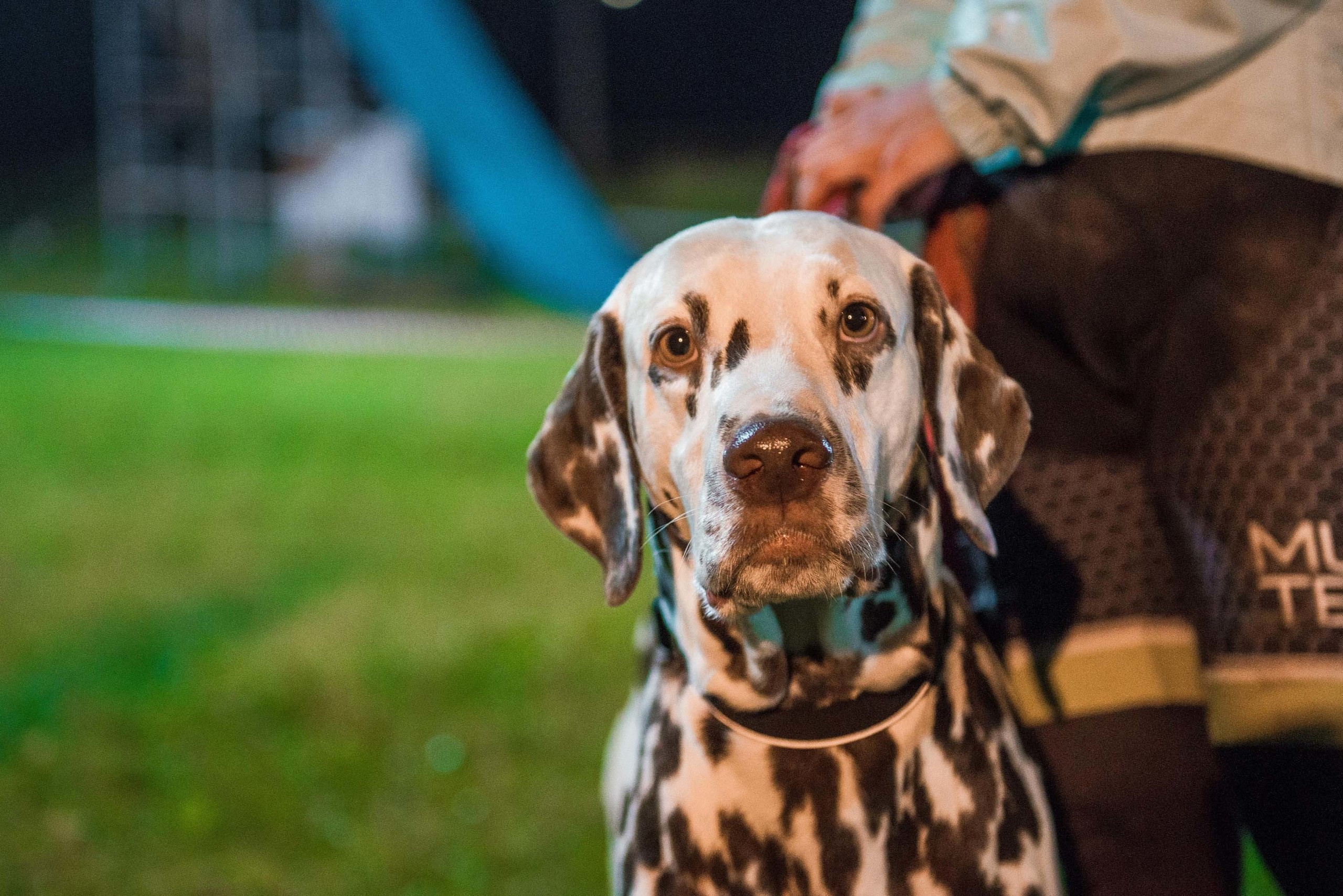 Дог-фестиваль 02.09.2017 Уктус Ночной след. Свадебный фотограф на Урале Виктор Соколов