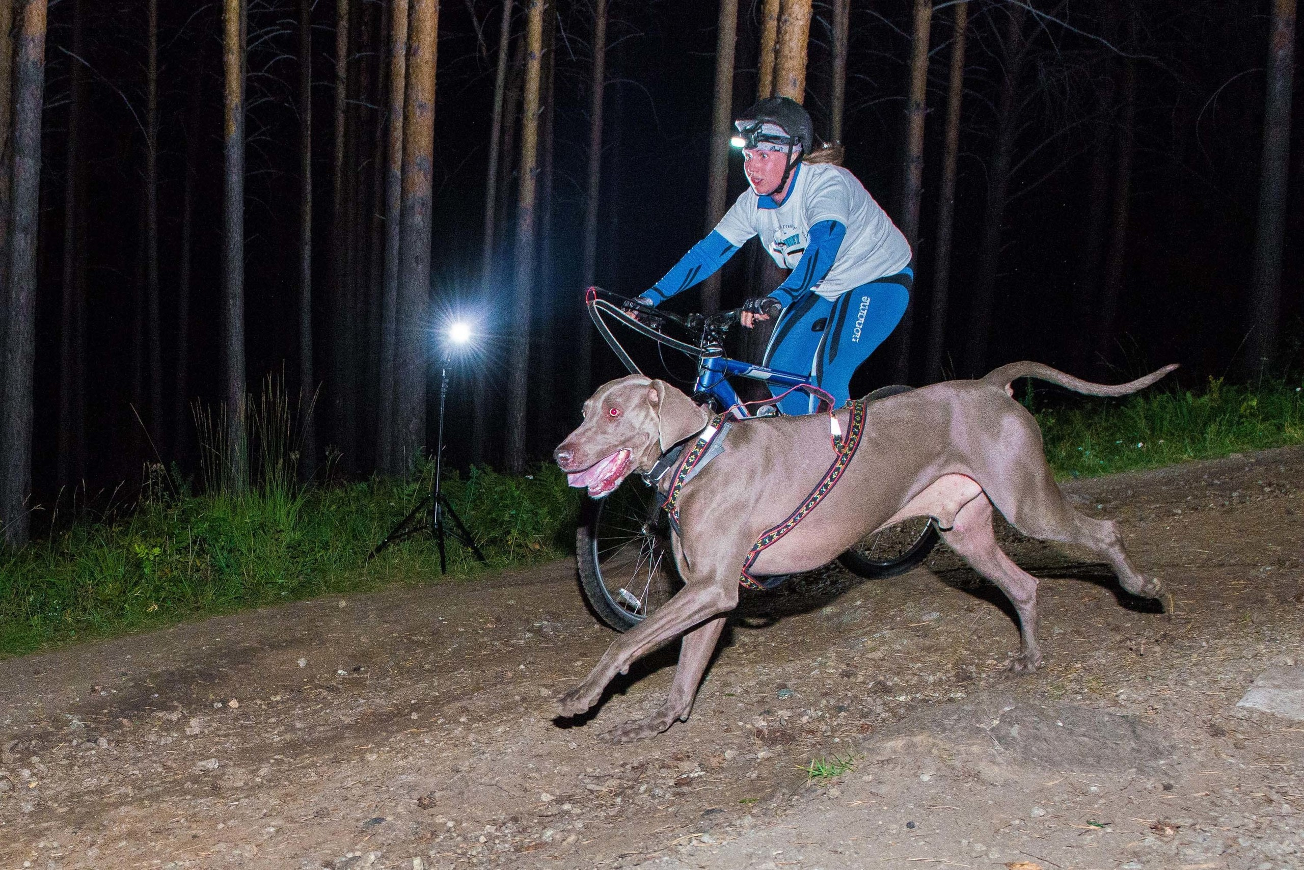 Дог-фестиваль 02.09.2017 Уктус Ночной след. Свадебный фотограф на Урале Виктор Соколов
