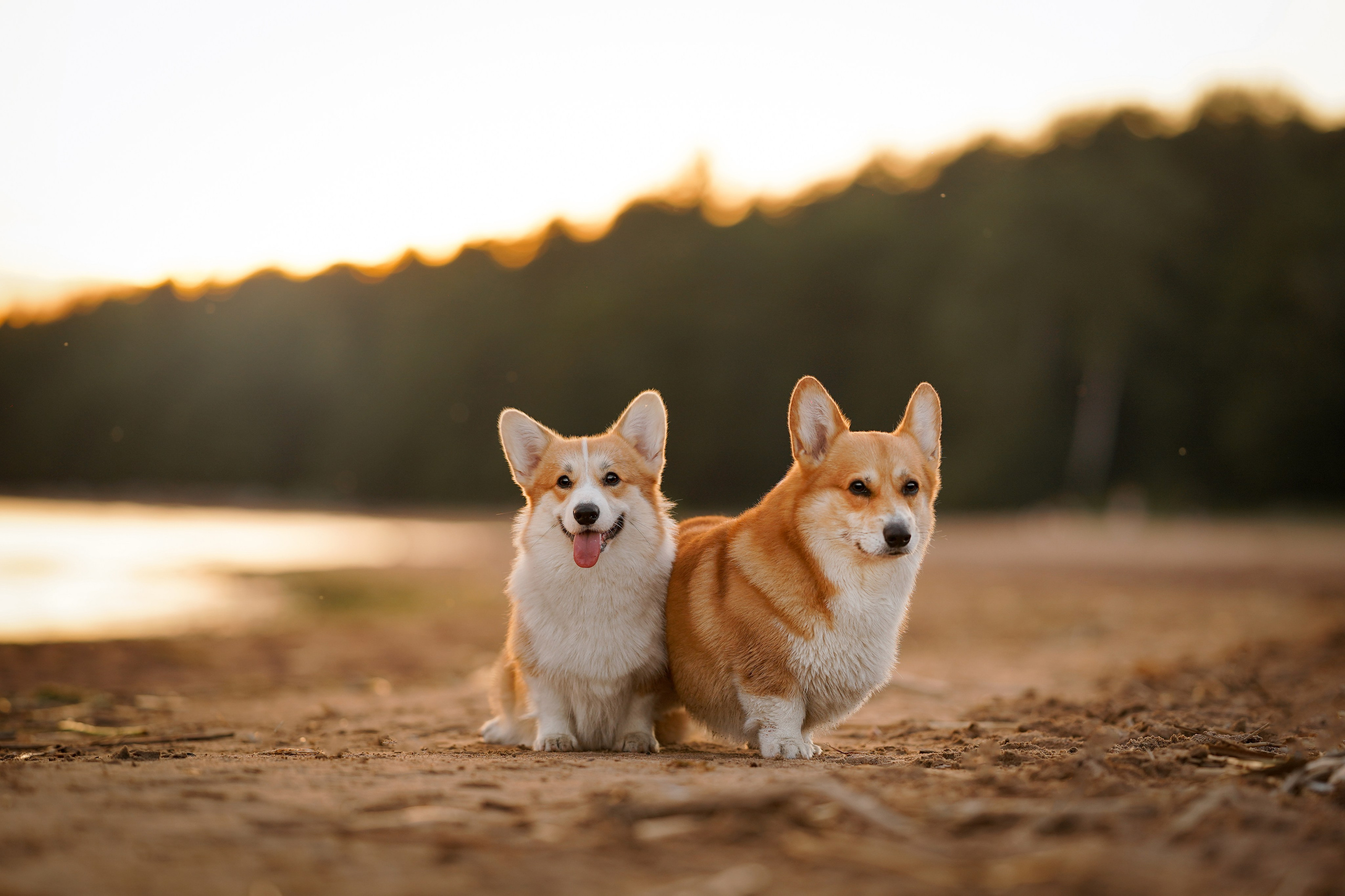 Катя Алиса и коржики. Фотограф-анималист в Санкт-Петербурге Яна Мартынова