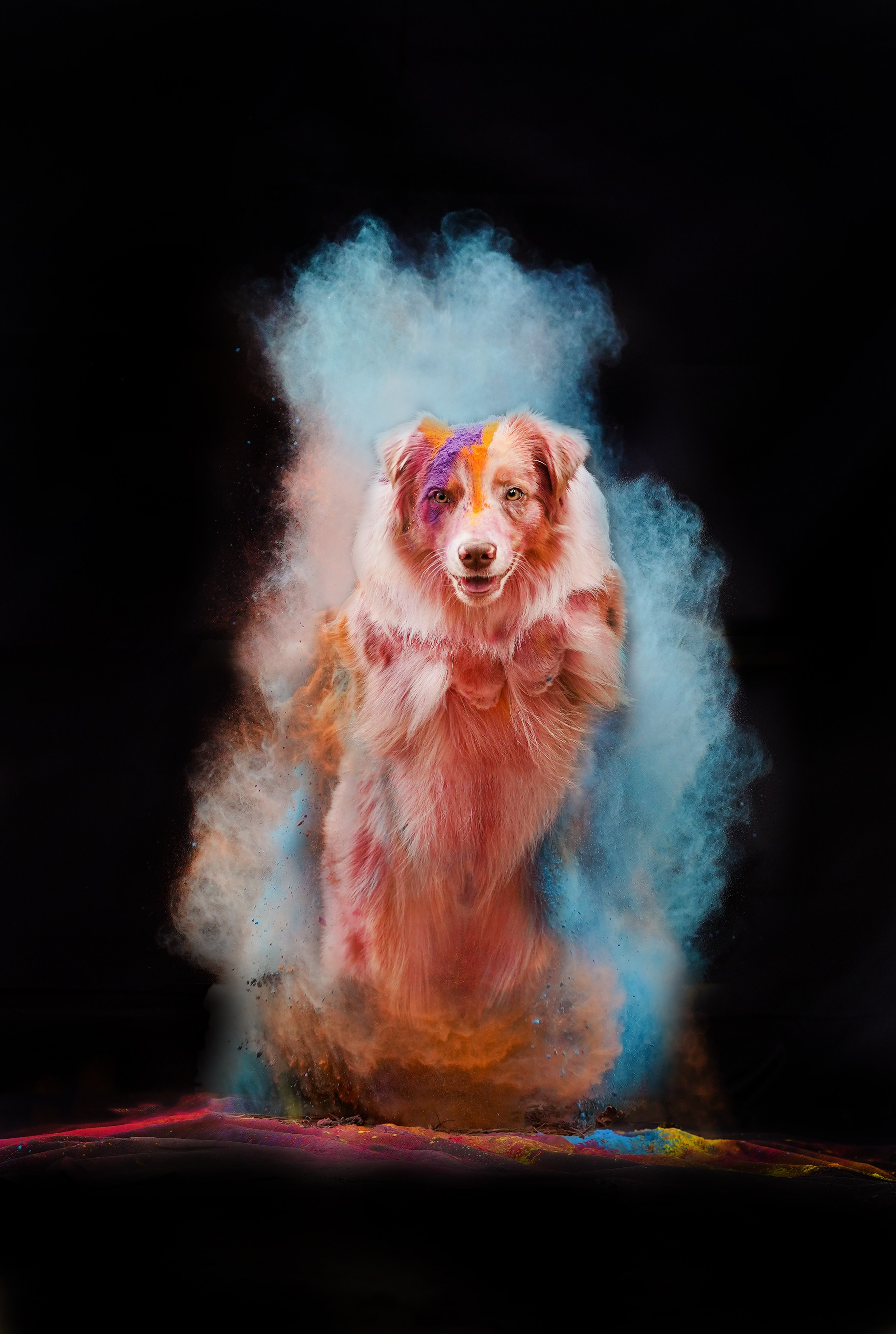 Панда и краски Холи. Фотограф-анималист в Санкт-Петербурге Яна Мартынова