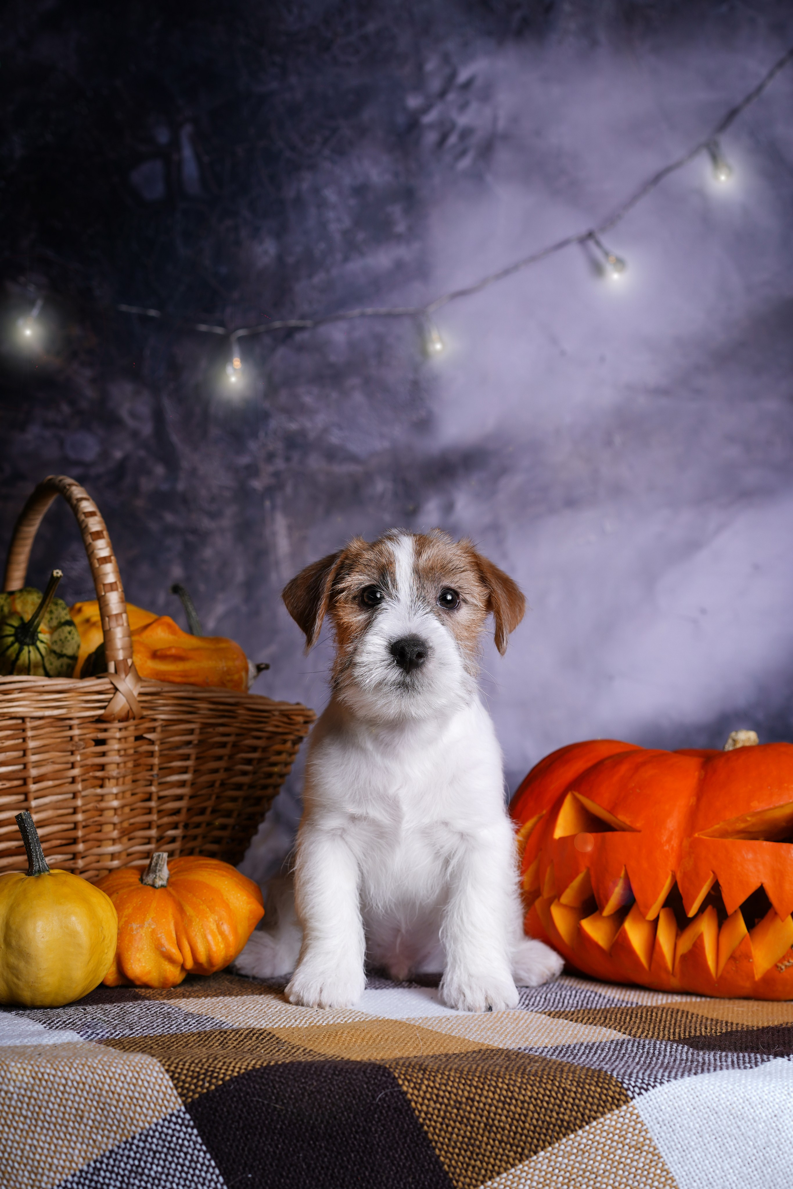 Щенки джек-рассел терьера. Фотограф-анималист в Санкт-Петербурге Яна Мартынова