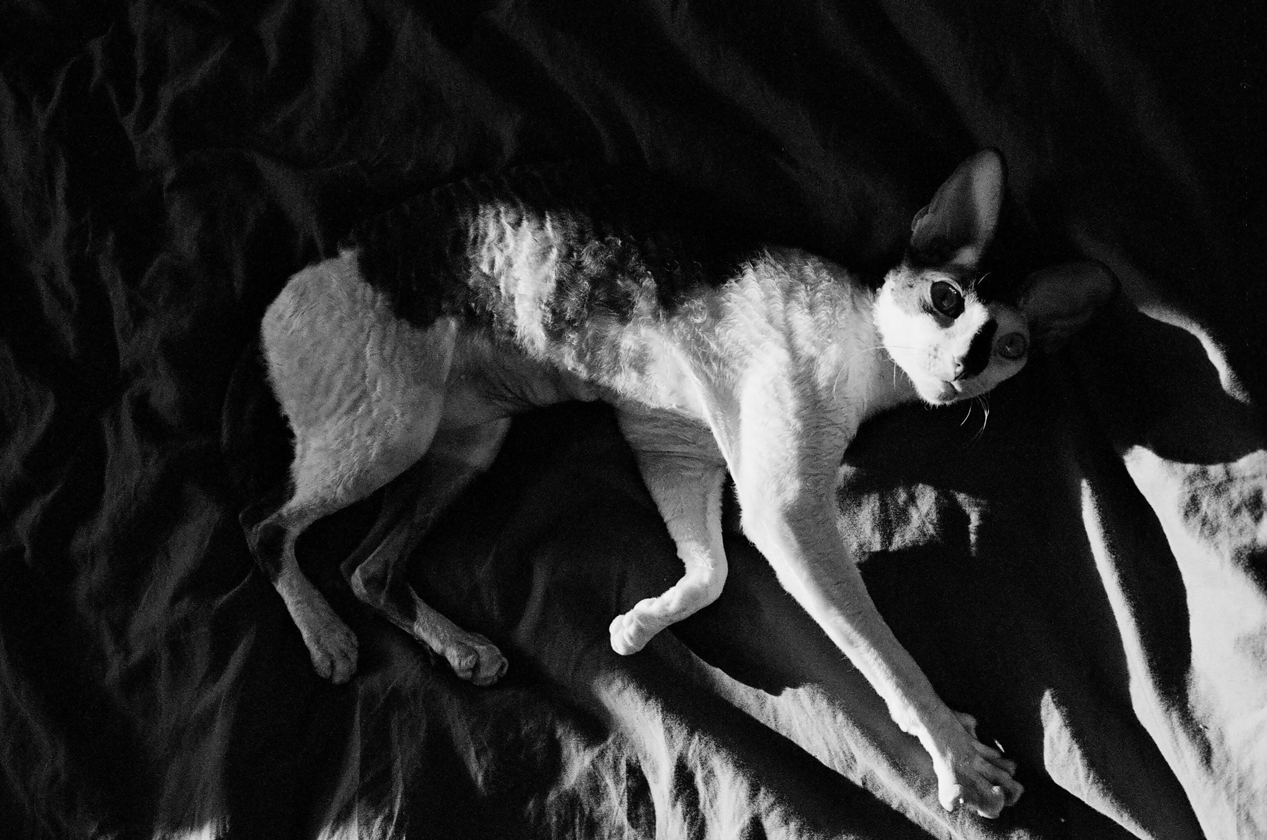 Film. Ruslan UI Dev Page