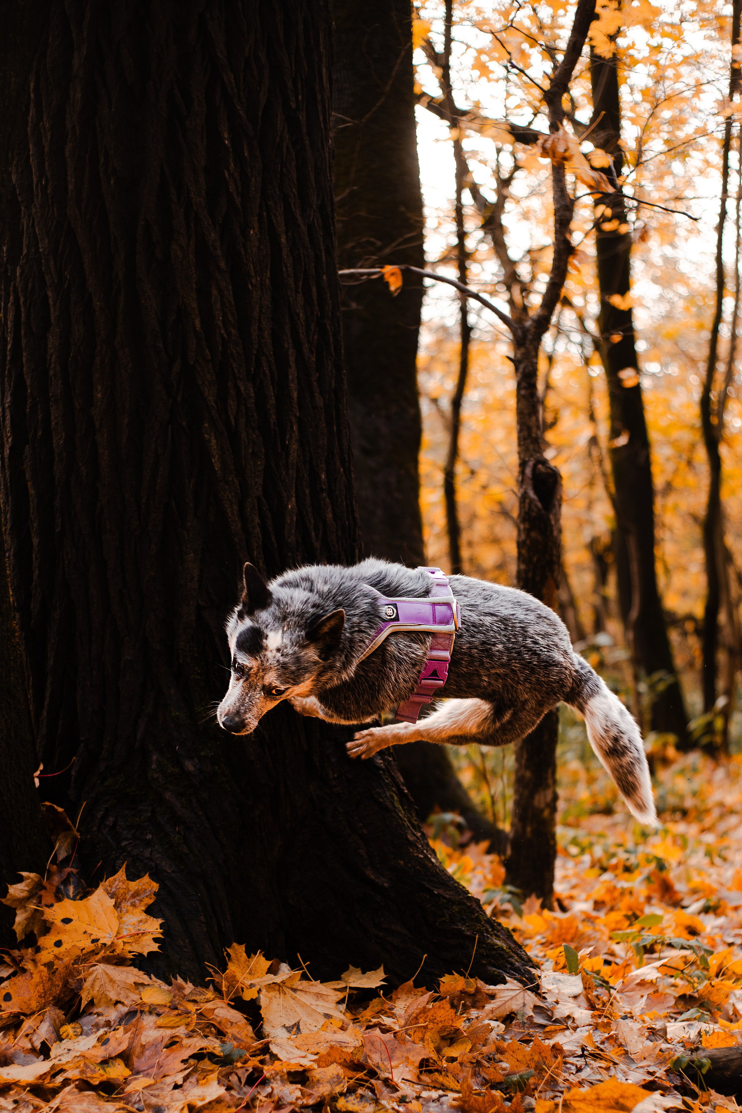 Юля, Антон и Лу. Фотограф-анималист Мария Баркевич | Москва