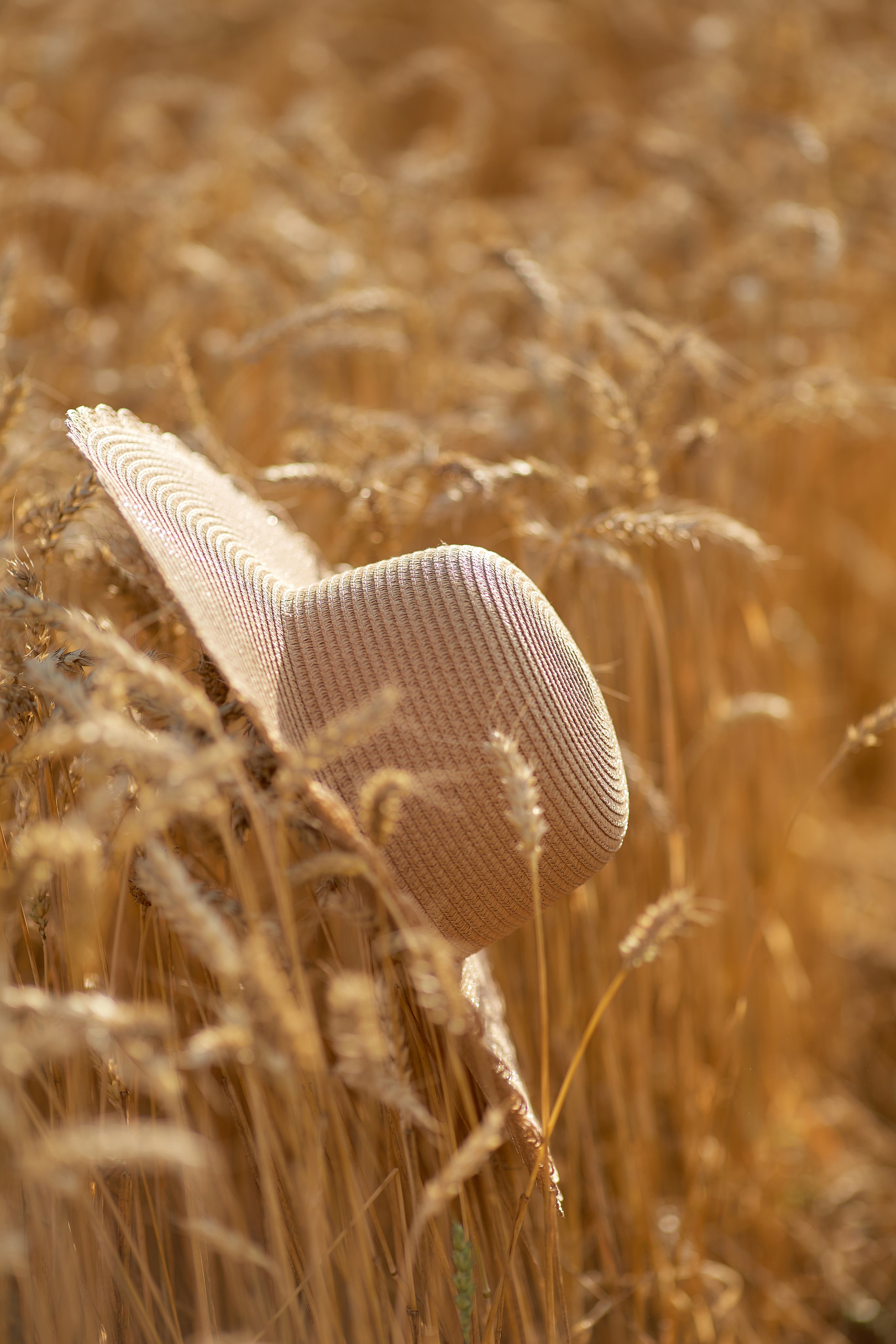 Пшеничное поле. Дарья Белякова. Свадебный, детский и семейный фотограф в городе Бийск