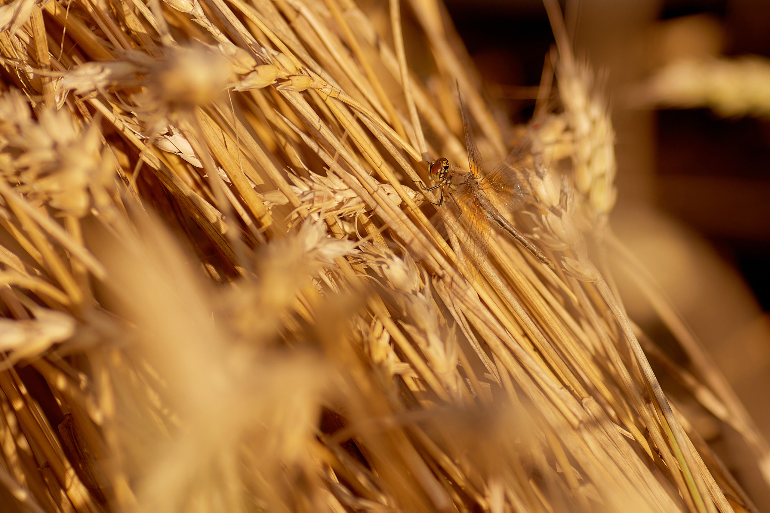 Пшеничное поле. Дарья Белякова. Свадебный, детский и семейный фотограф в городе Бийск