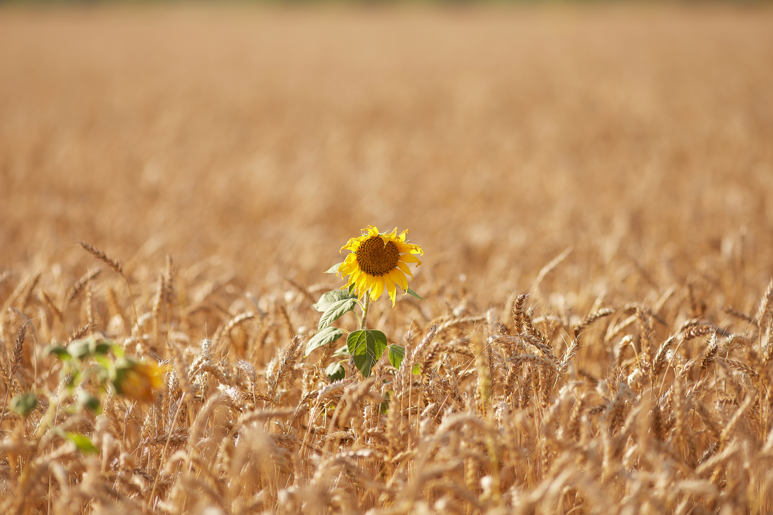 Пшеничное поле. Дарья Белякова. Свадебный, детский и семейный фотограф в городе Бийск