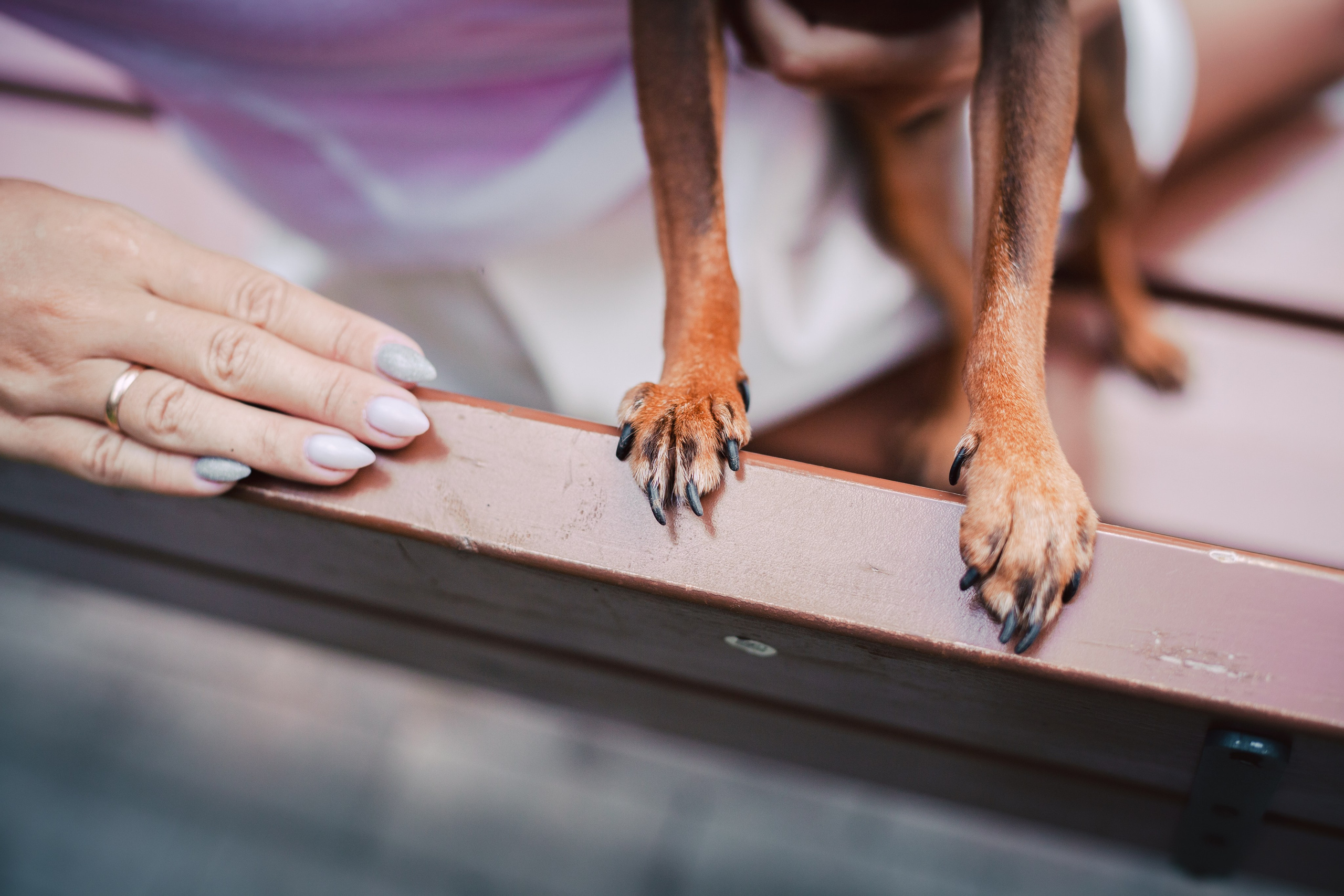 Восточный мост. Фотограф-анималист Татьяна Степанова