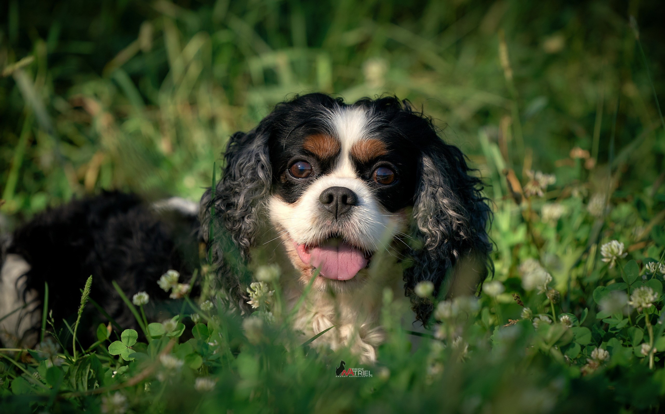 Портреты собак — галерея NATRIEL