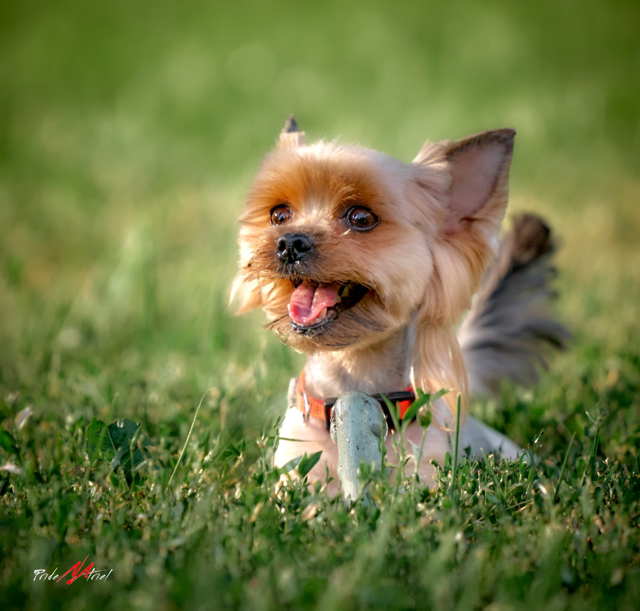 Йоркширский терьер Циля