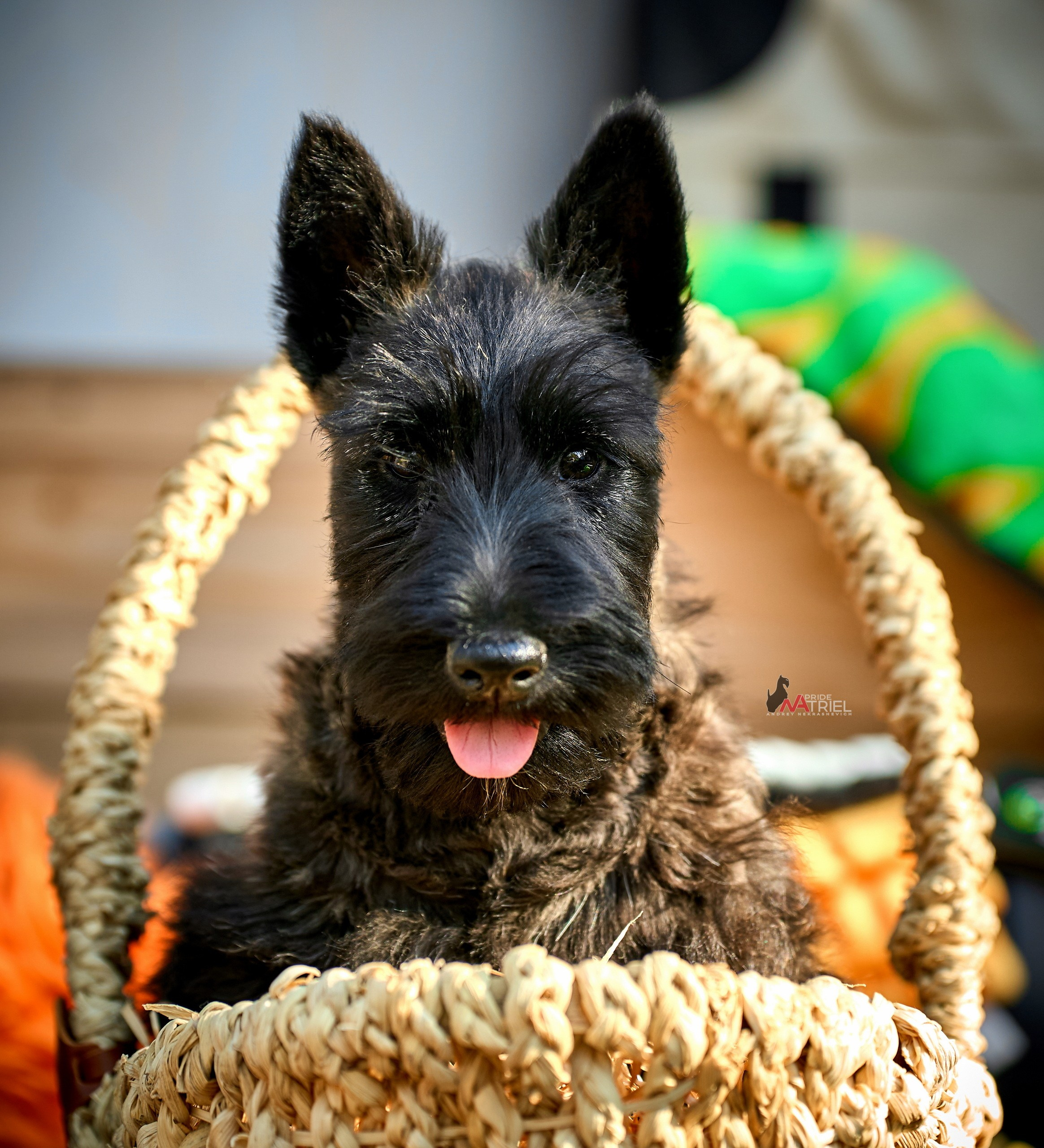 Щенки дома — галерея NATRIEL